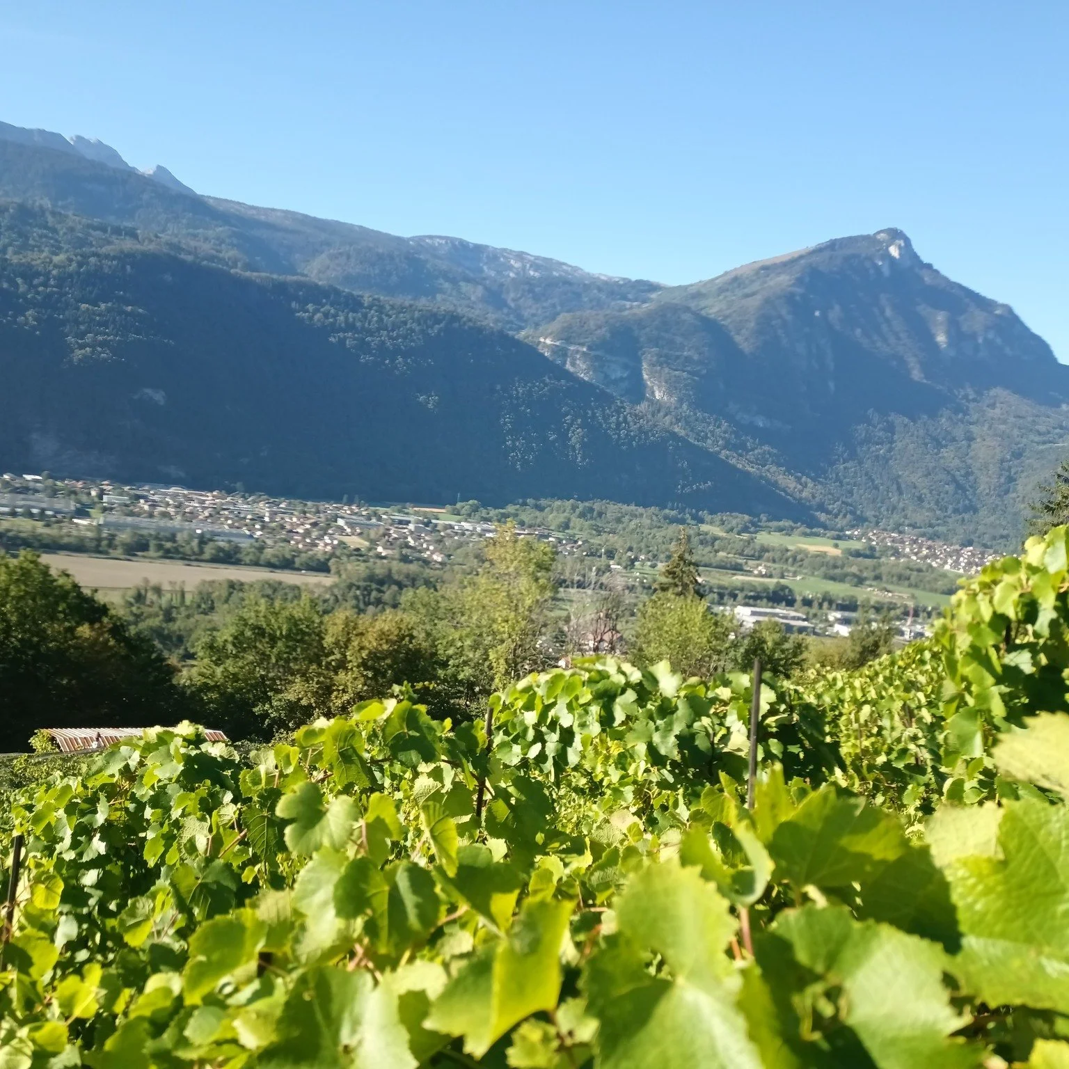 *** 🍇𝐕𝐄𝐍𝐃𝐀𝐍𝐆𝐄𝐒 𝐚̀ 𝐀𝐲𝐳𝐞, 𝐜𝐡𝐞𝐳 𝐧𝐨𝐭𝐫𝐞 𝐜𝐡𝐞𝐫 𝐯𝐢𝐠𝐧𝐞𝐫𝐨𝐧 𝐉𝐚𝐜𝐪𝐮𝐞𝐦𝐚𝐫𝐝 : 𝐀𝐝𝐫𝐢𝐞𝐧 𝐕𝐚𝐥𝐥𝐢𝐞𝐫 ***

Avec un peu de retard, retour sur cette belle journ&eacute;e de Septembre au coeur du Vignoble de l'AOC Ayze 