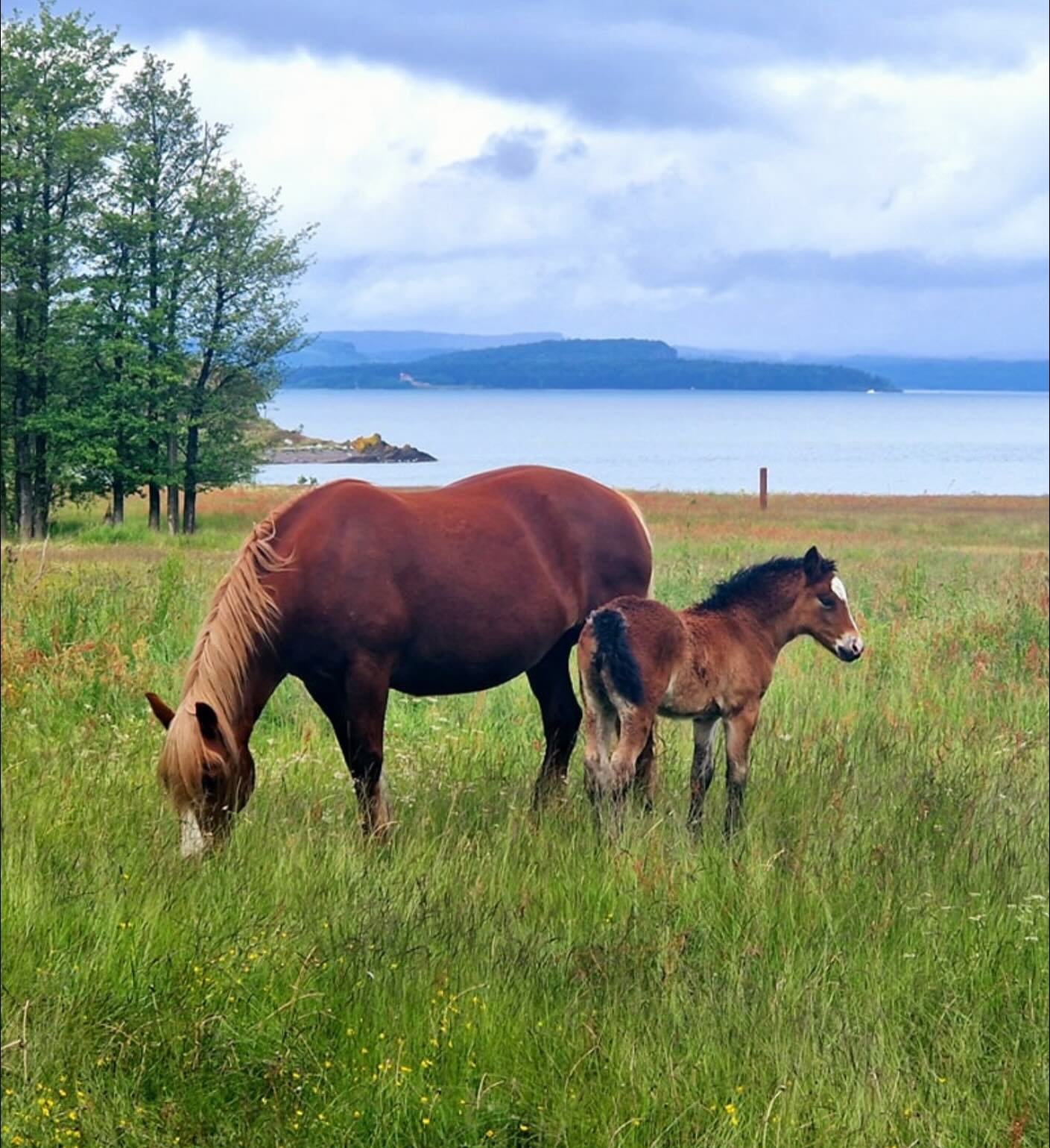 Nyt s&oslash;ndagen ☀️

@hotelljeloyradio 

___
#tips #inspirasjon #hest #hourse #animal #dyr #inspiration #natur #utno #mittnorge