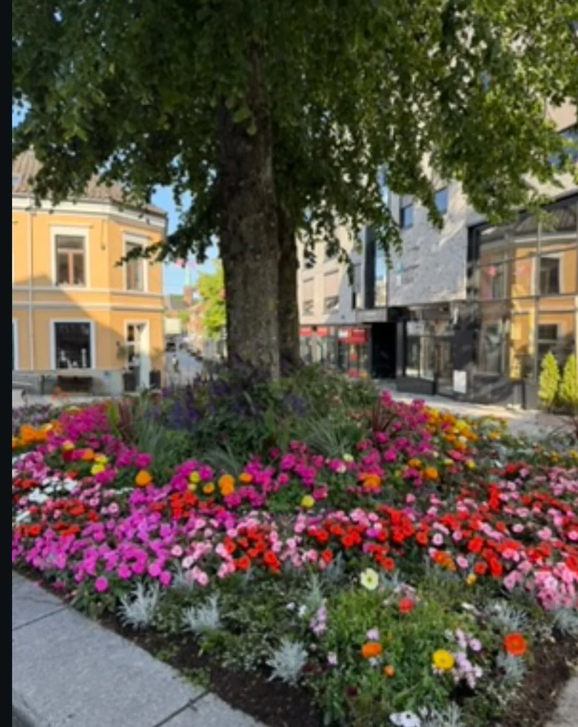 Flere som gleder seg til sommeren og hvor vi igjen kan glede oss over vakre blomster i byen blomsterbed🌸🌷

Hvilken sommerblomster er din favoritt? 

#mossavis #mossisentrum #byliv