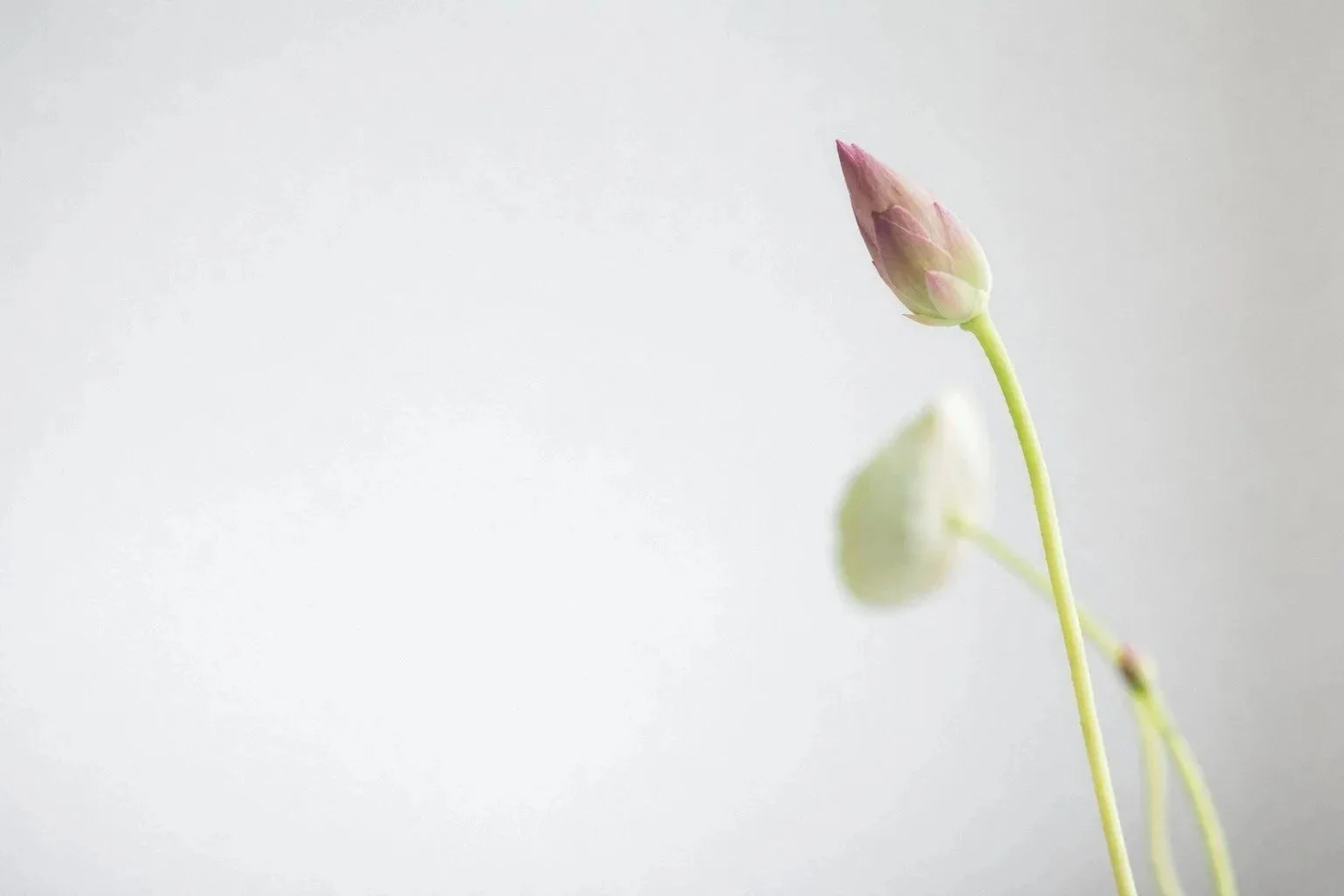 Blüte mit Blatt.jpg