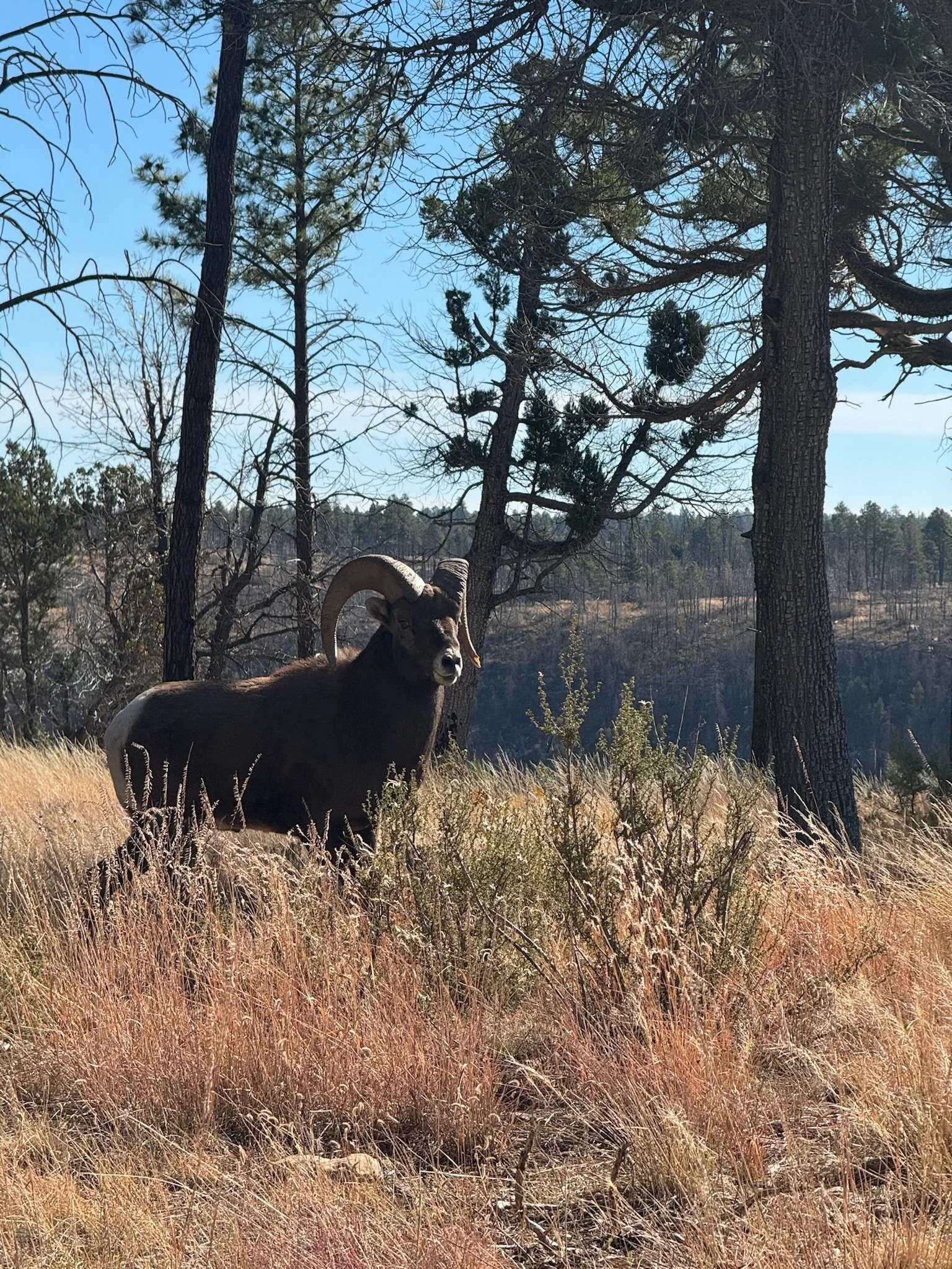 A mountain goat with curved horns standing in a dry grass field with tall trees and clear blue sky in the background.