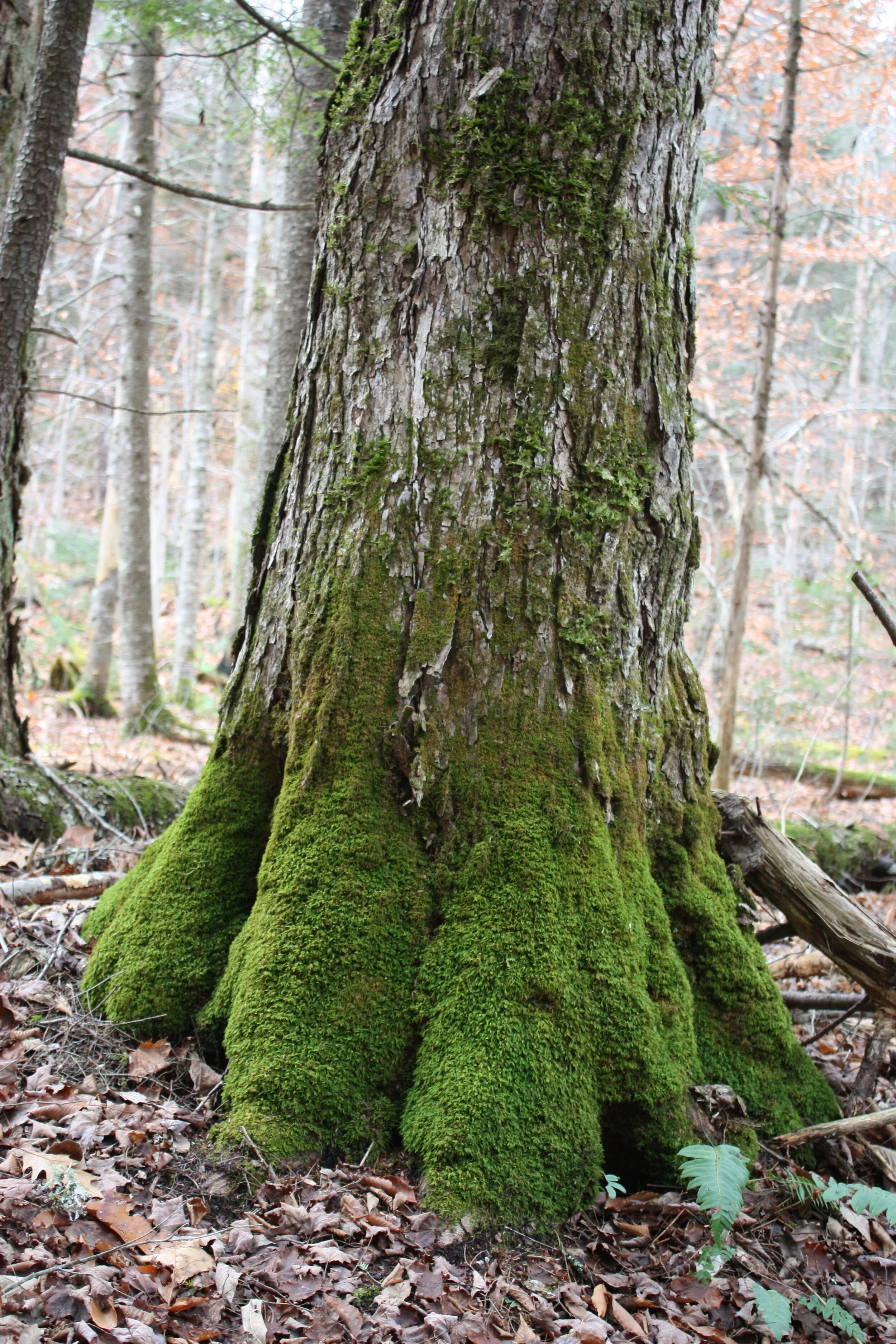 Tree_Moss.jpeg
