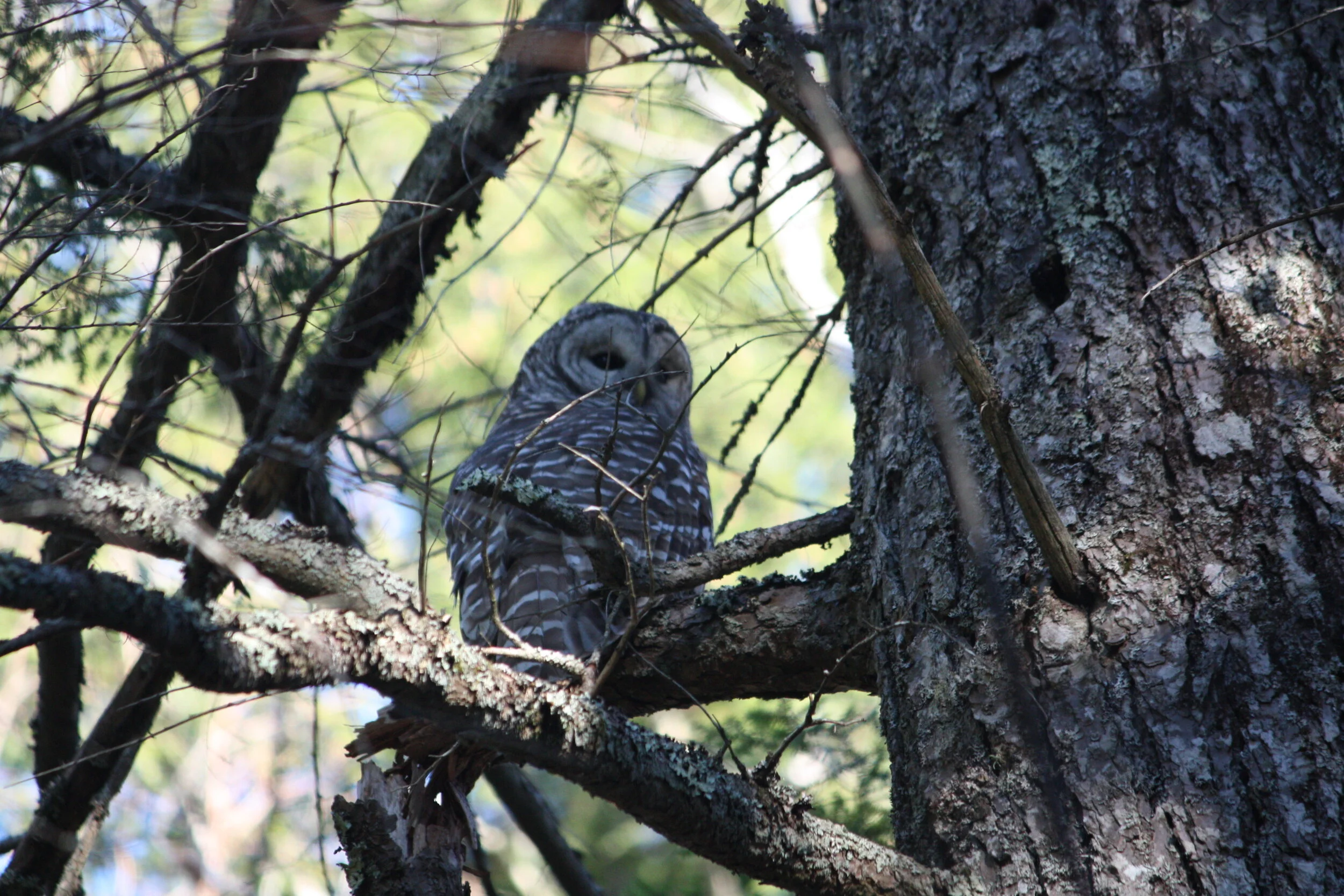 BarredOwl.jpeg