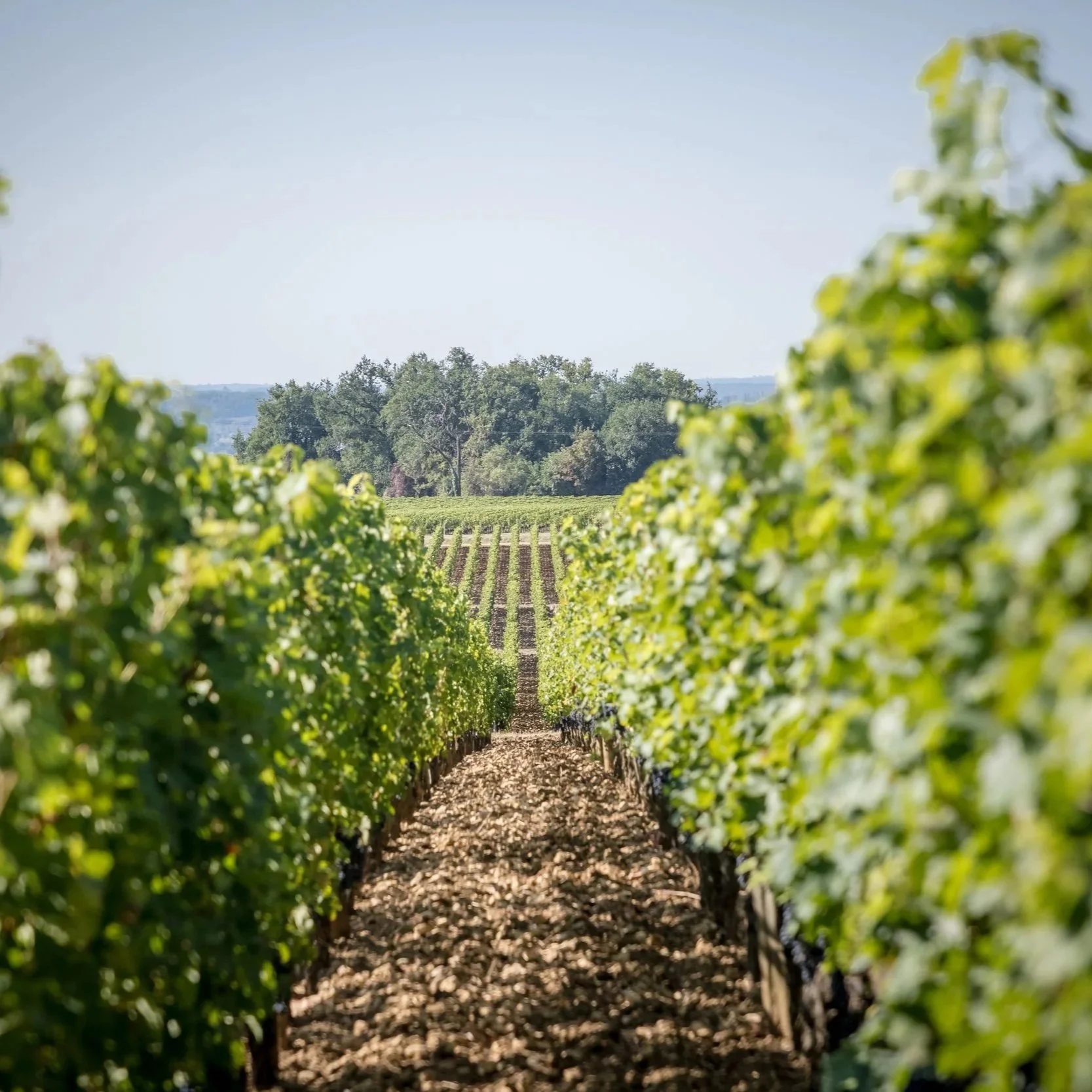 Wine Tourism: The New Face of Experiential Travel