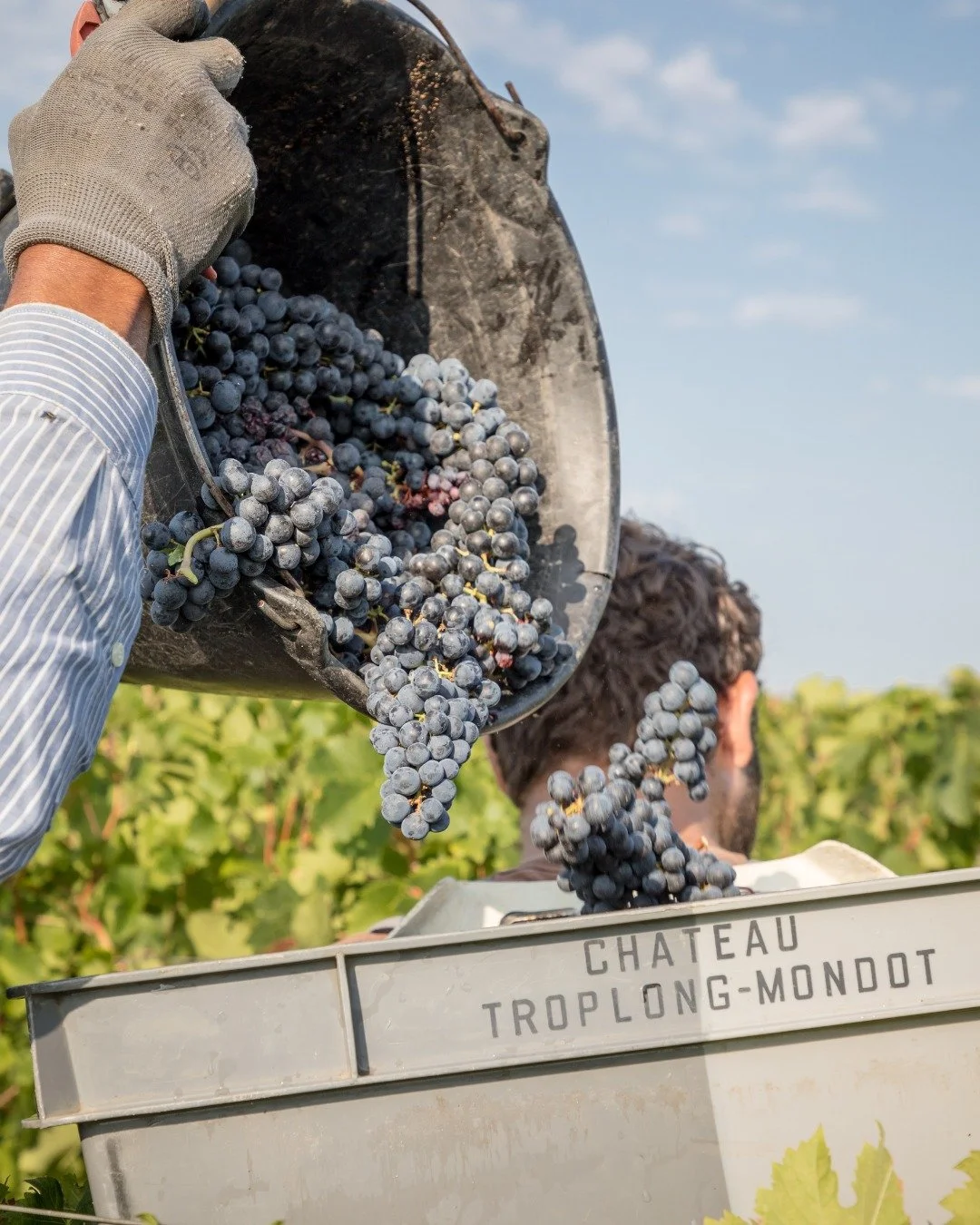 At the heart of harvest season at @chateautroplongmondot 🍇

From the vineyard to the cellar, the estate is in full harvest mode, shaping the next vintage day by day.

#ChateauTroplongMondot #SaintEmilion #WineExperience #MichelinDining #FrenchArtDeV