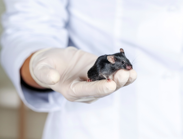 Scientists create the first mice that can menstruate