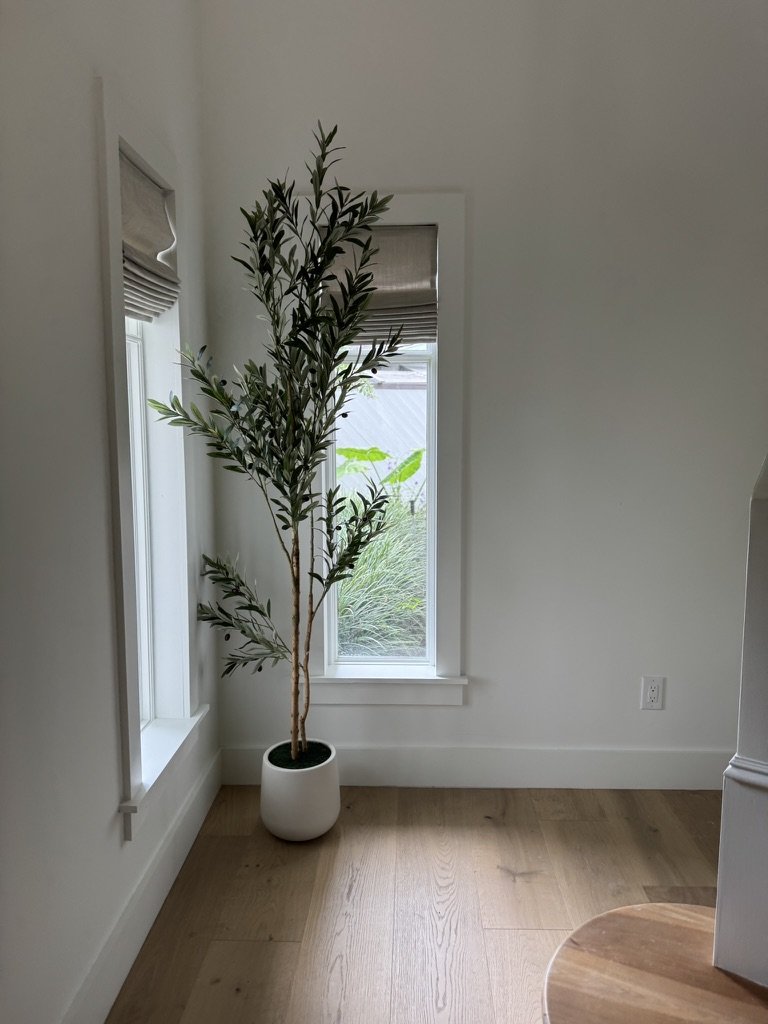 A tall potted green plant with slender leaves inside a room near two windows with closed shades, and a white wall with an electrical outlet.