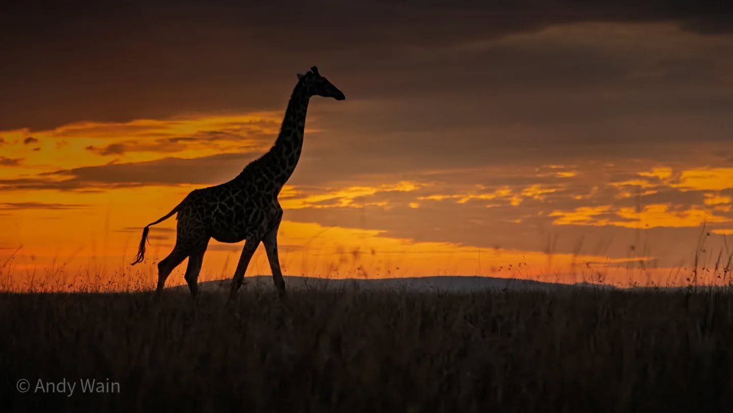 Habari za asubuhi 

Or in English &quot;Good Morning&quot; - and mornings don't get much better than sitting in dewy grass in the open savanna, watching the sun burst over the horizon and giraffes walking across just a few metres away. Africa is such