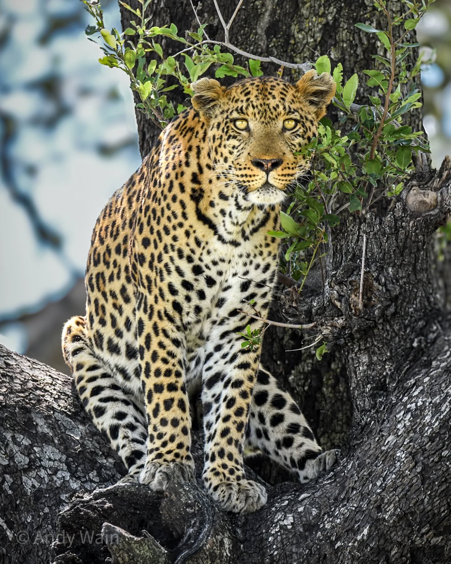 Are you sitting comfortably..?

We found this handsome fella on the way back to camp for lunch, and I would love to tell you that he was looking straight at me and admiring my prowess with my camera and lens - but in reality he was actually thinking 