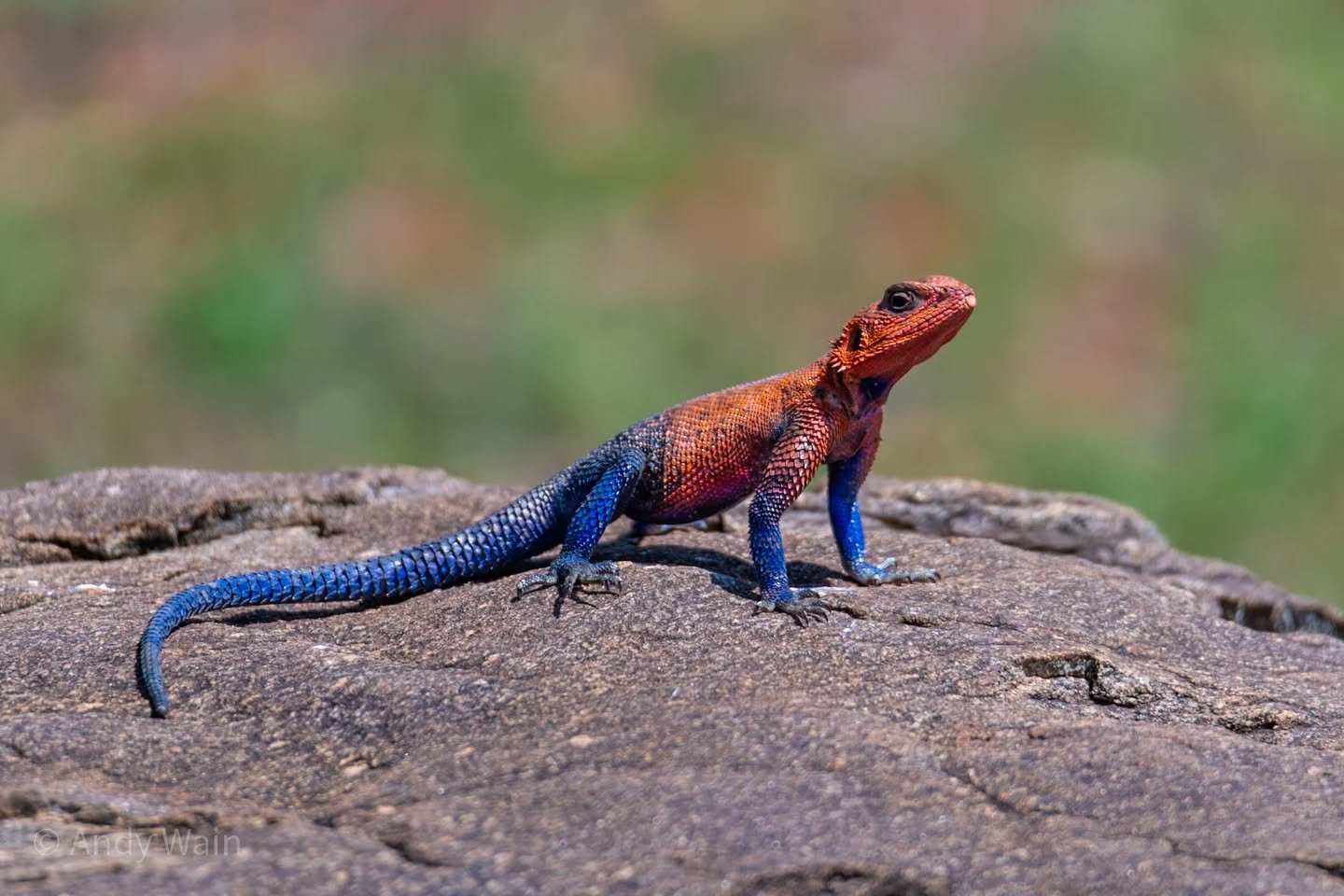 &quot;The Spider-Man Agama Lizard&quot;

Or using his actual name, the &quot;Mwanza flat-headed rock agama&quot;. This handsome fella certainly liked having his photo taken, and posed perfectly for me 😊. I love to see these little reptiles 🦎 with t