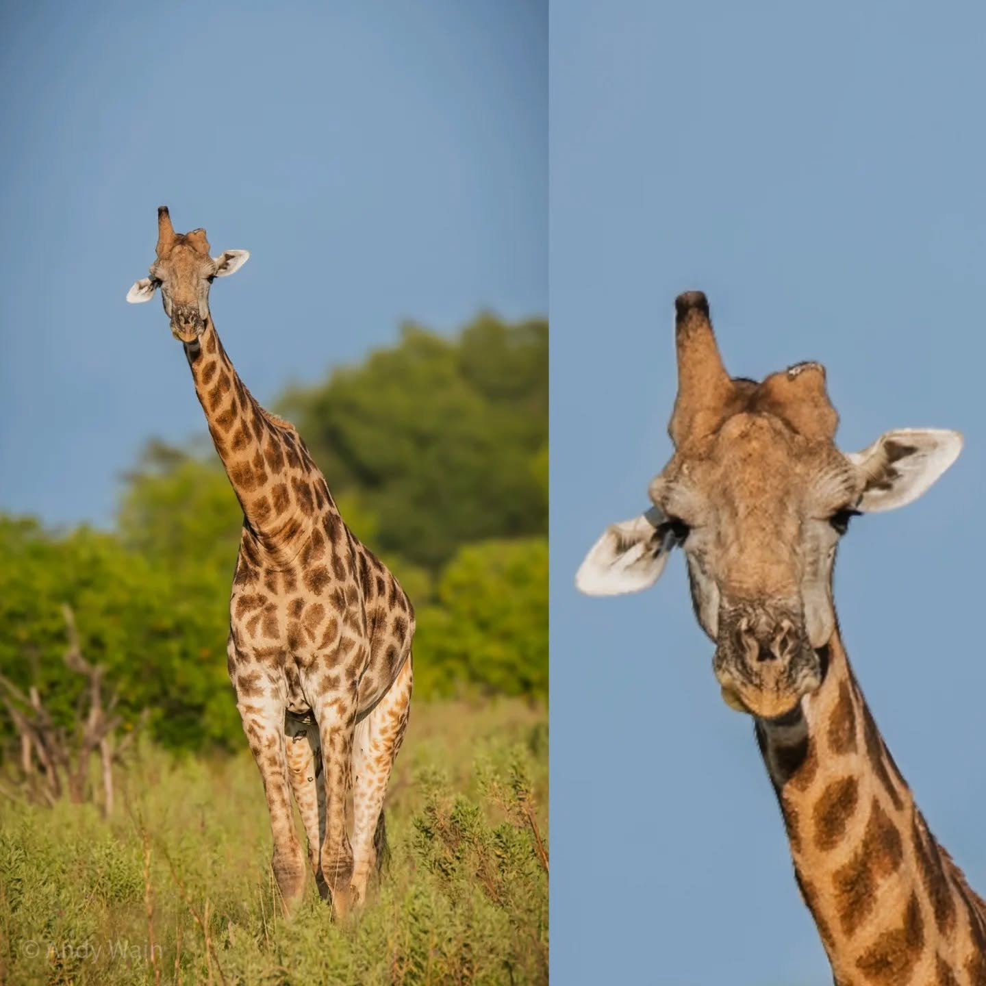 How rude 🖕 😁

We came across this handsome fella, displaying a little attitude with his broken ossicone, close to PomPom Airstrip. 

A broken ossicone is a fracture of the horn-like structures only found on the heads of giraffes and male okapi. The