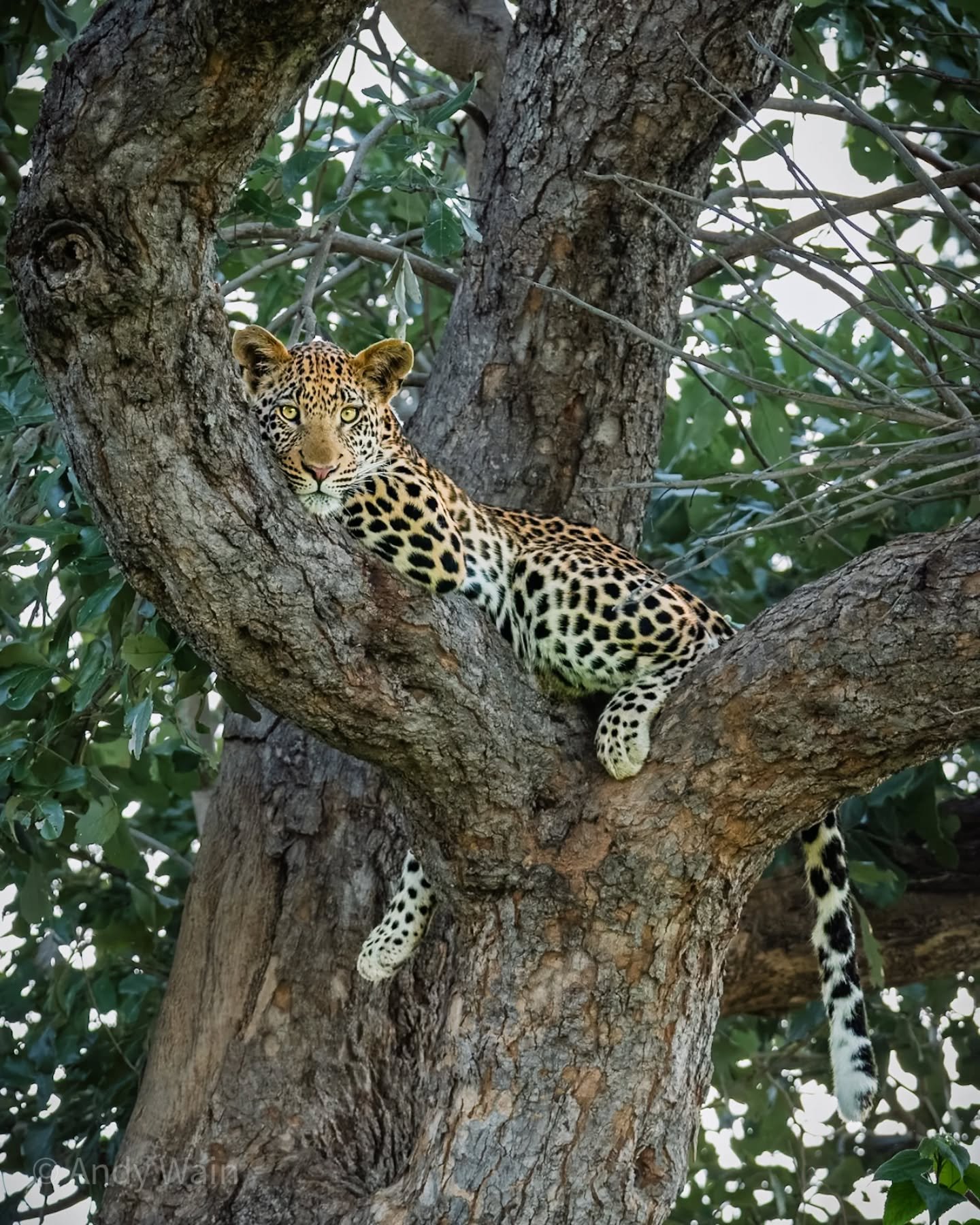 Panthera pardus in arbore

Or just 'Leopard in Tree' to me and you 😁. 

We found this beautiful leopard early morning, and not far from camp and were able to stay and follow for a while until she disappeared into a line of trees and bushes, but with