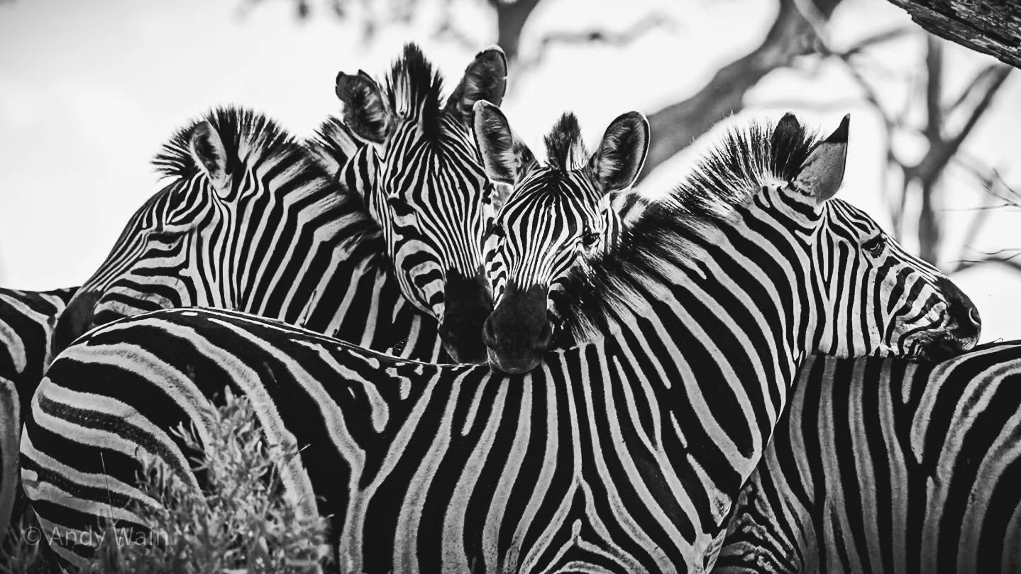 Dazzling cuddles..!

Zebras hug/cuddle are a way of relaxing, socially bonding with each other, and also is an incredibly effective means of security and protection. With each zebra resting the head on the back of the other, it is not only restful fo