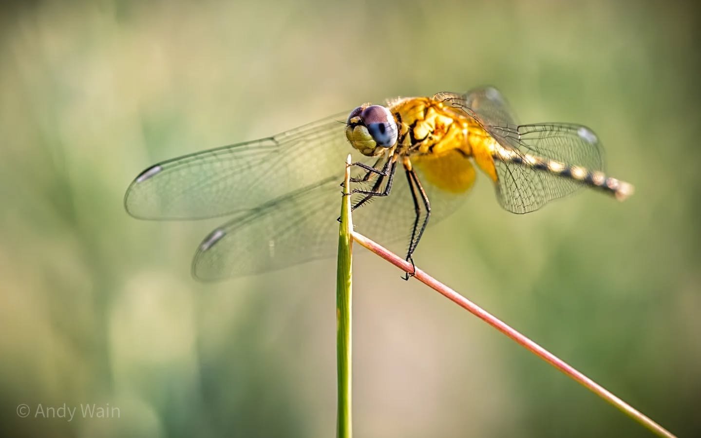 So, if you're lucky enough to be out on a photographic safari trip with Wildlife Worldwide Travel and also guided by @emmahealeyphotography, make sure you have packed your macro lens...!

Whilst photographing the wonderful local predators, mammals an