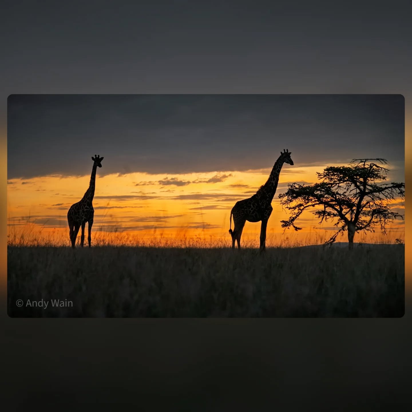 Happy World Giraffe Day 2025...! 

I've been searching through my Lightroom catalogue for an image to share to celebrate these incredible animals on World Giraffe Day 2025, which is also the longest day of the year, and have chosen this photo of thes