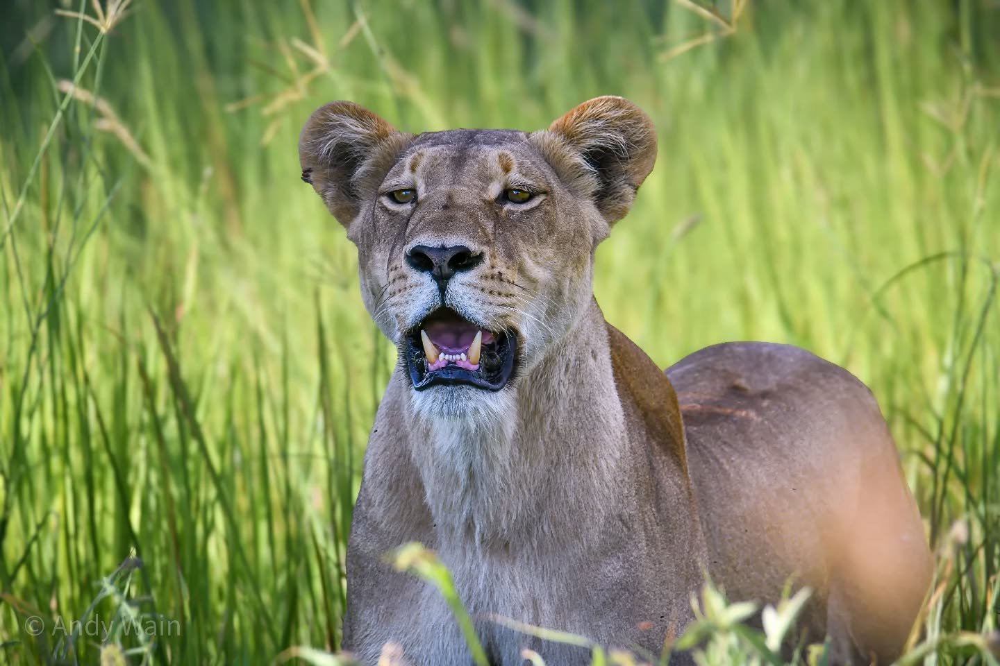Beautiful Lioness

Just sometimes the light, the colours, and the subject all come together at the right time - all I was left to do was make the picture.!

Taken earlier this year, while on a photographic safari tour to Botswana, with Wildlife World