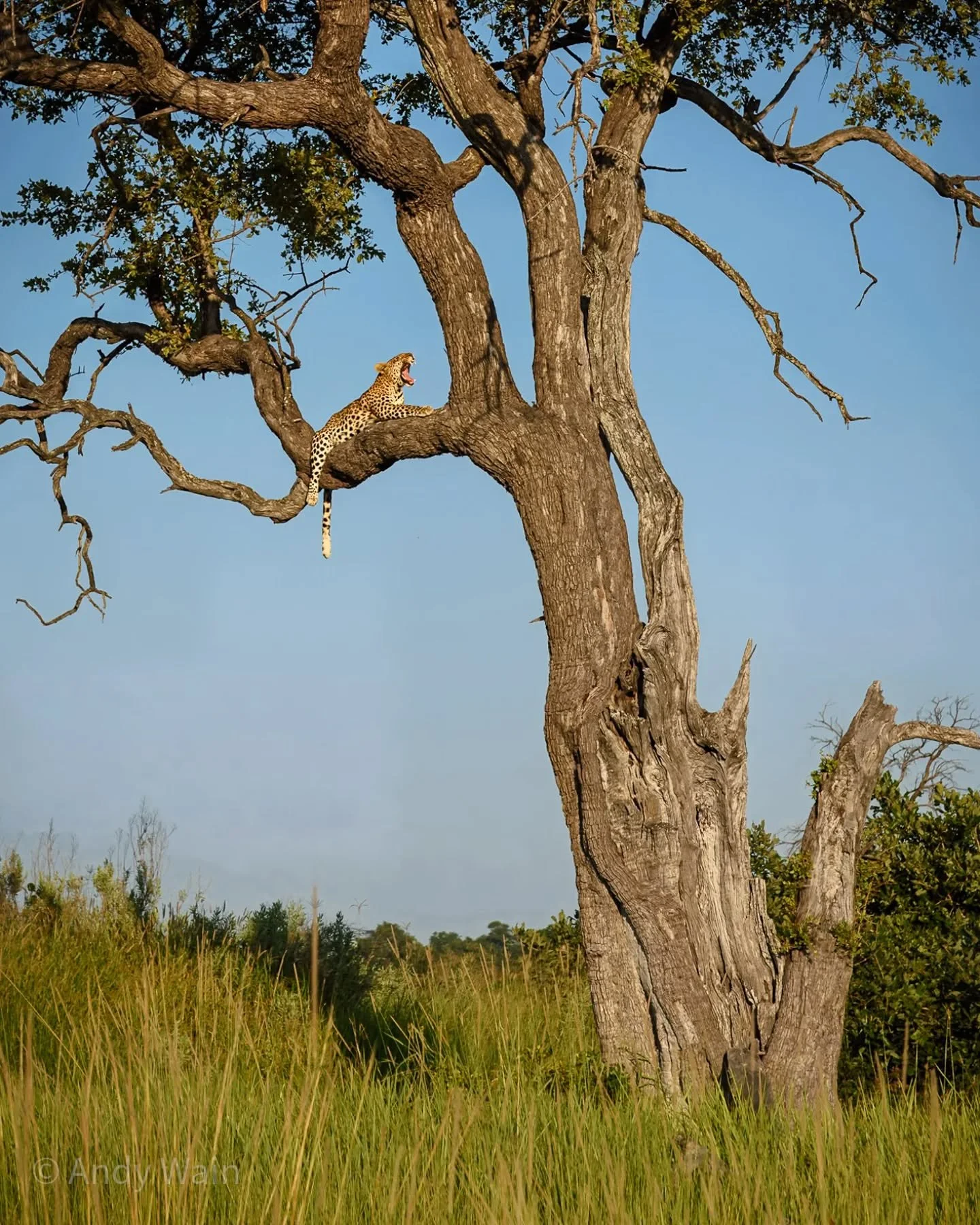 Leopards perch 

Taken early in 2025 whilst staying at the wonderful PomPom Camp in the heart of the Delta, with @wildlifeworldwidetravel and @emmahealeyphotography

#southernafrica #botswana #okavangodelta #wildlife_perfection #wildlife_addicts
