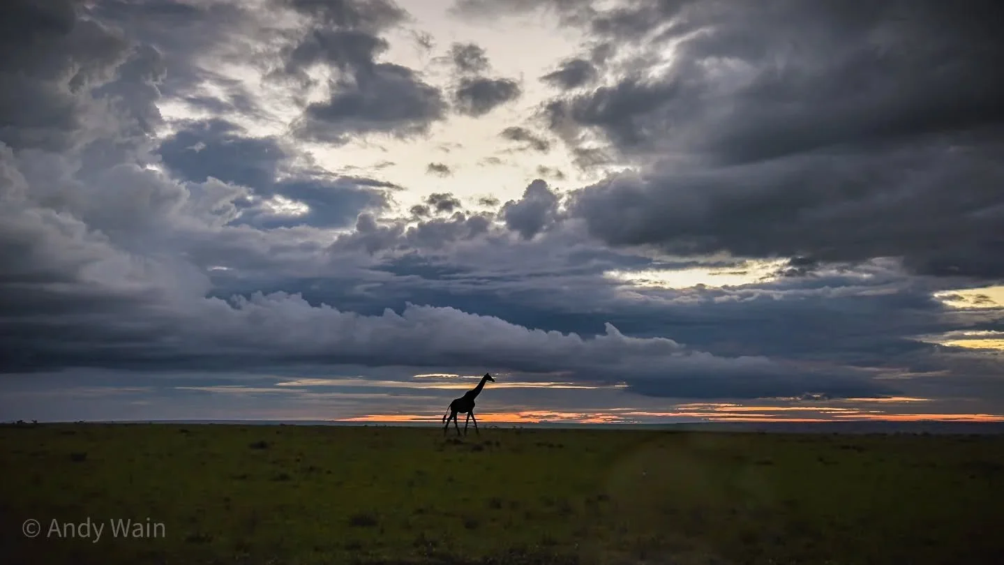 Heading Home 

We spotted this solitary giraffe heading across the open savanna late in the evening, just as a huge storm was rolling in in the distance. The last slither of sunlight slowly behind pushed below the Naboisho horizon.

#masaigiraffe #wi