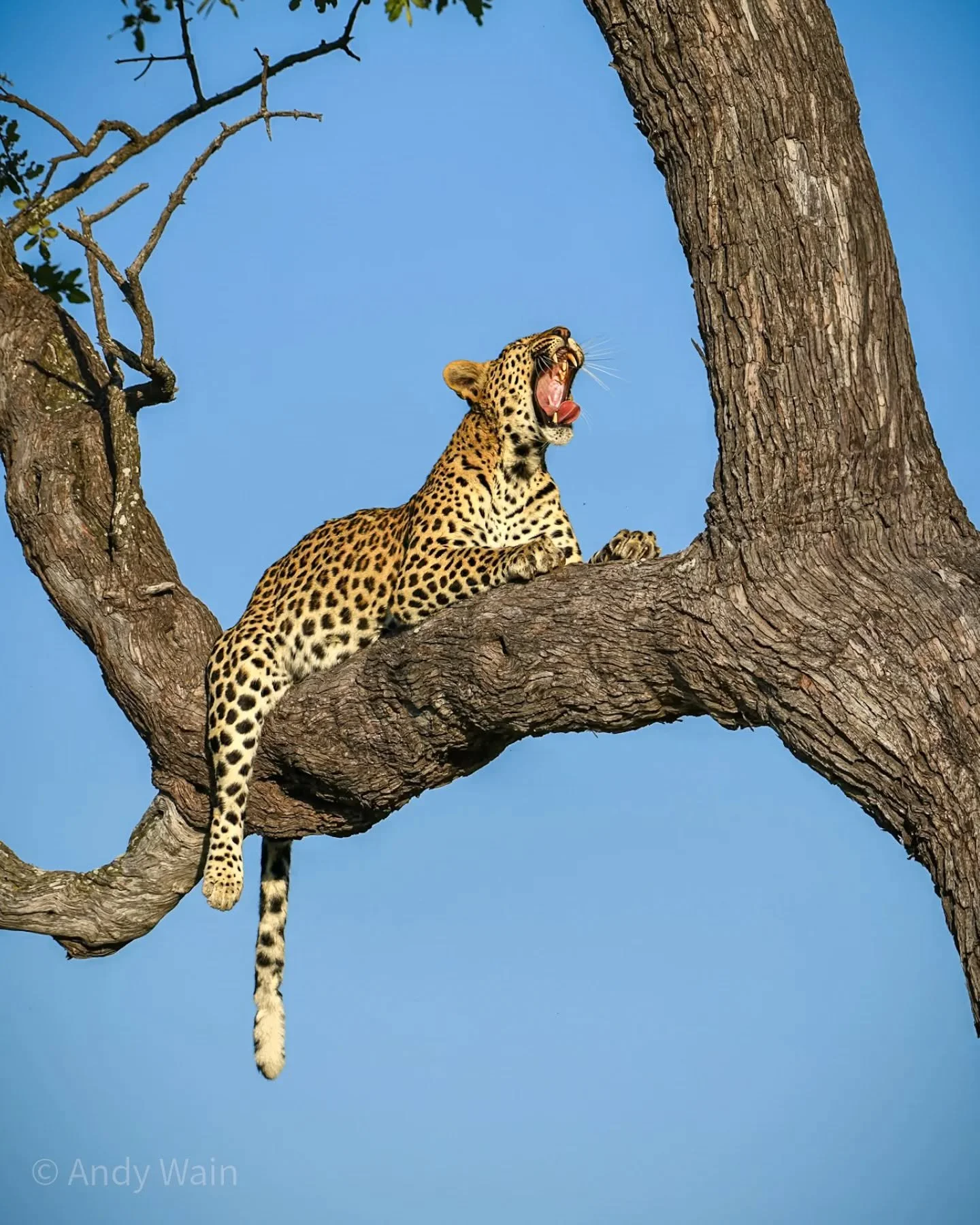 Lazy leopard afternoon 

Taken earlier this year while staying at the wonderful PomPom Camp in the heart of the Delta, with Wildlife Worldwide Travel and @emmahealeyphotography 

#africa 
#botswana 
#okavangodelta 
#pompomcamp 
#wildlifeworldwide 
#k