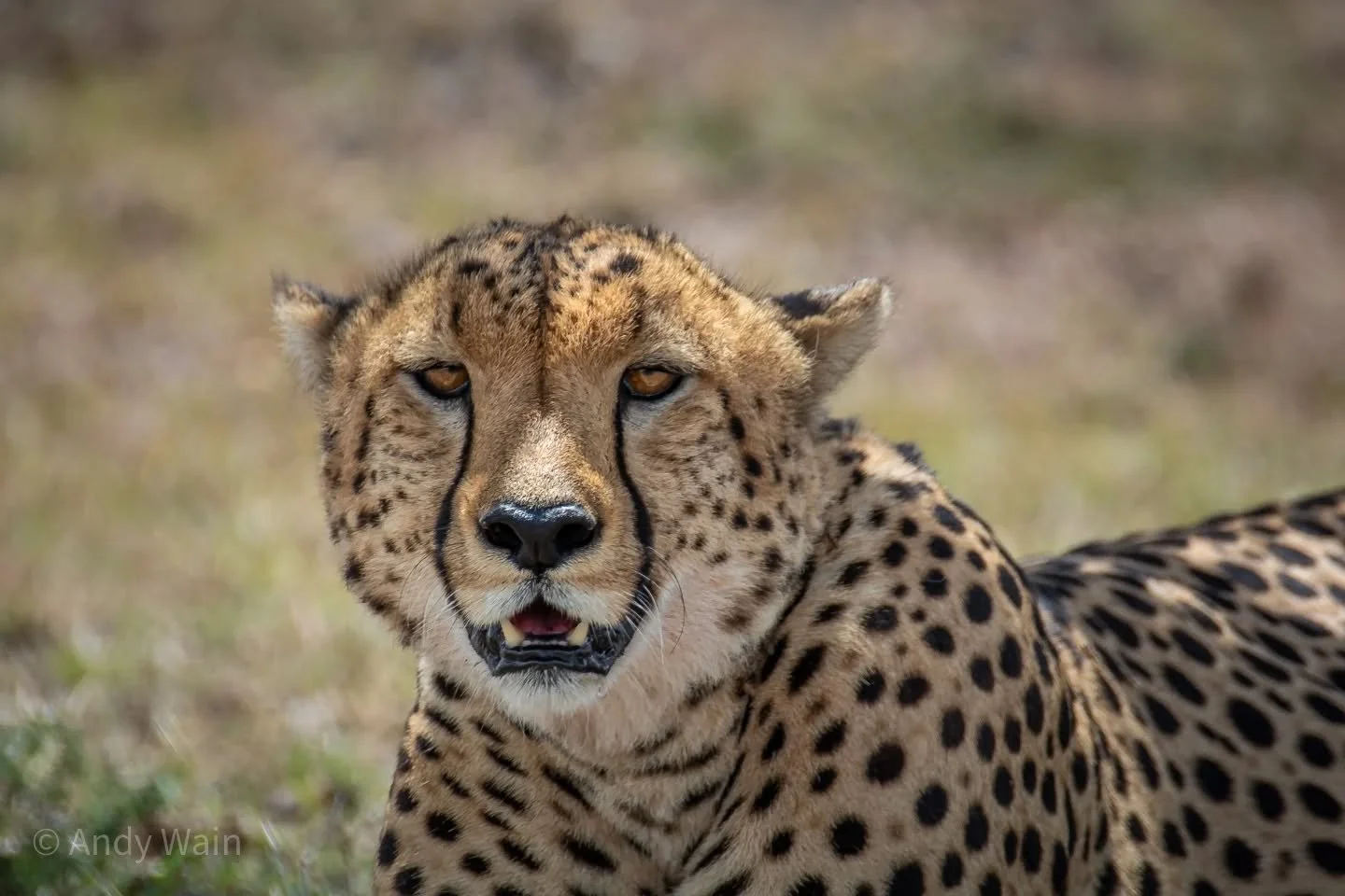 Just a selection of images from the archive to help celebrate International Cheetah Day 2025 and bring attention to this incredible animal..!

#international #cheetah #day
#internationalcheetahday
#icd2025
#cheetahs 
#savethecheetah
#cheetahconservat