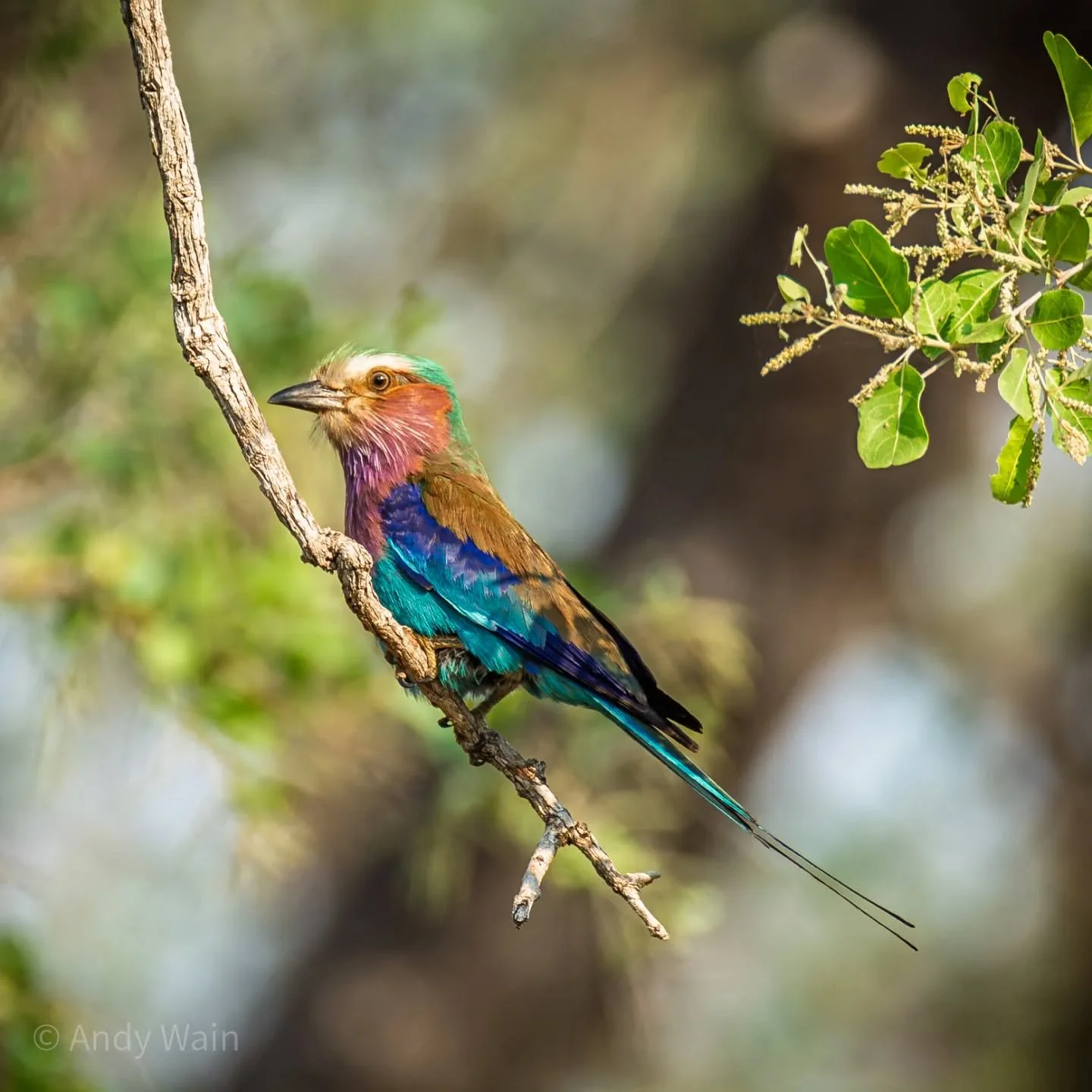 I know it's been a little while since my last post, so I thought it would be a good time to share an image from my archive. This one was taken during an afternoon game drive in South Luangwa National Park, Zambia. 

In my opinion, I don't think there