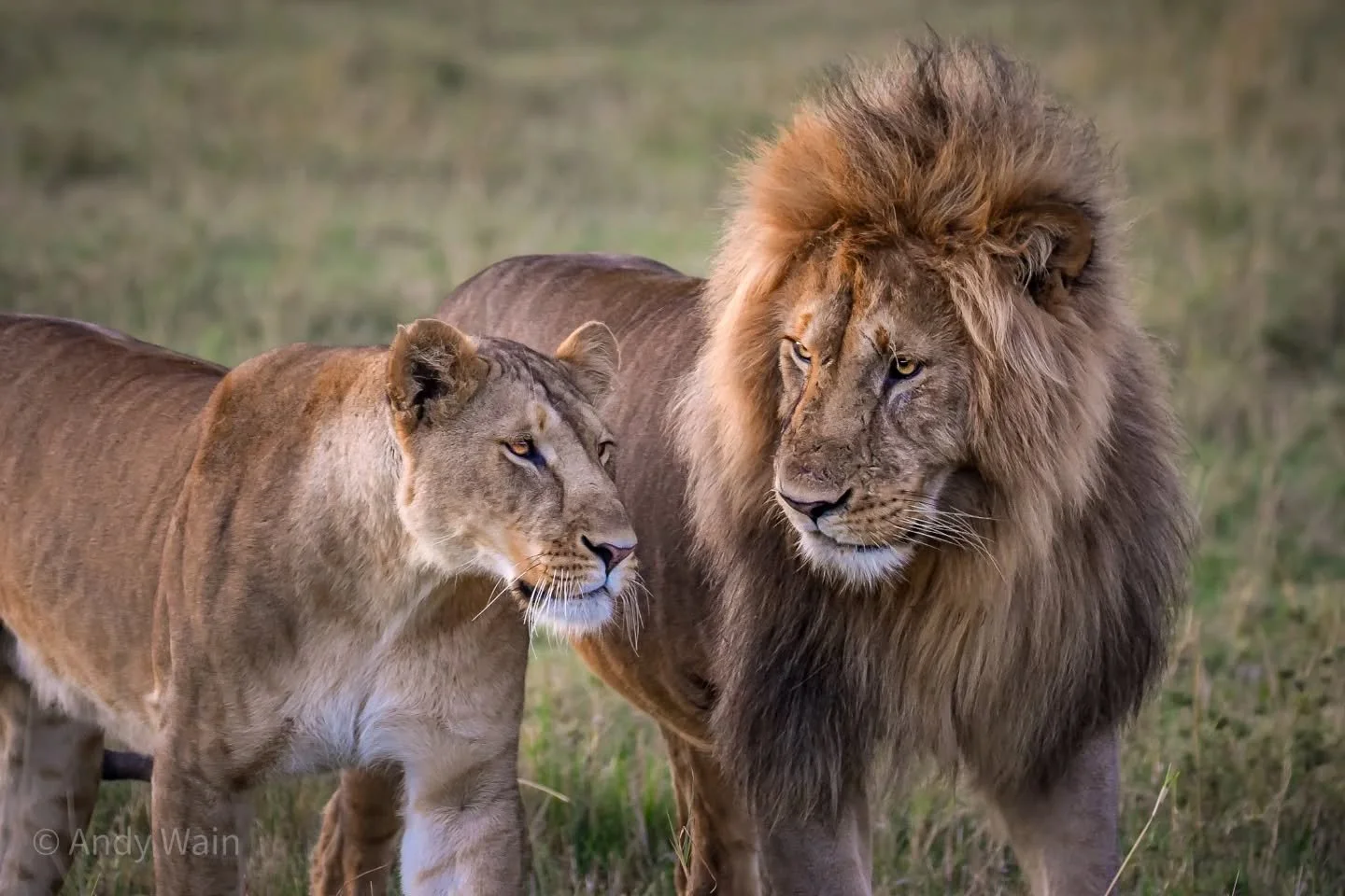 World Lion Day 2025

A few archive images of these wonderful animals to celebrate World Lion Day. There is nothing quite as spine-tingling as the roar of an awesome male lion calling the pride and broadcasting his dominance for all to hear..!

#afric