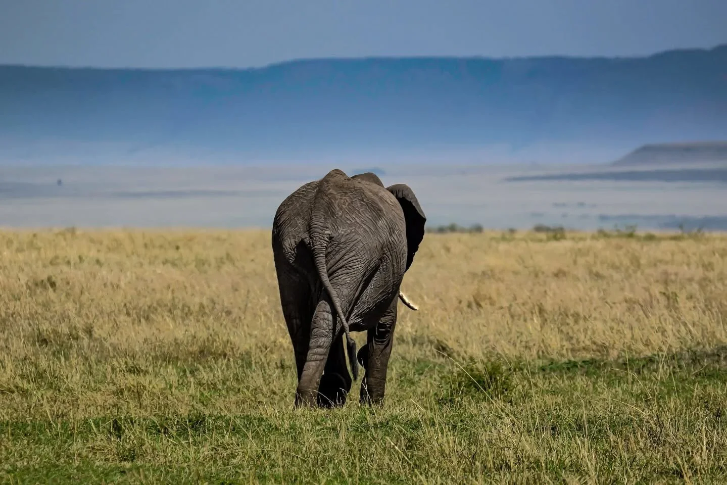 Yeah I know I'm late, but here's a small selection of images from my archive of this amazing &amp; wonderful animal, as my contribution to help bring attention to the Elephantidae on World Elephant Day 🐘

#worldelephantday2025 
#world
#elephant 
#da