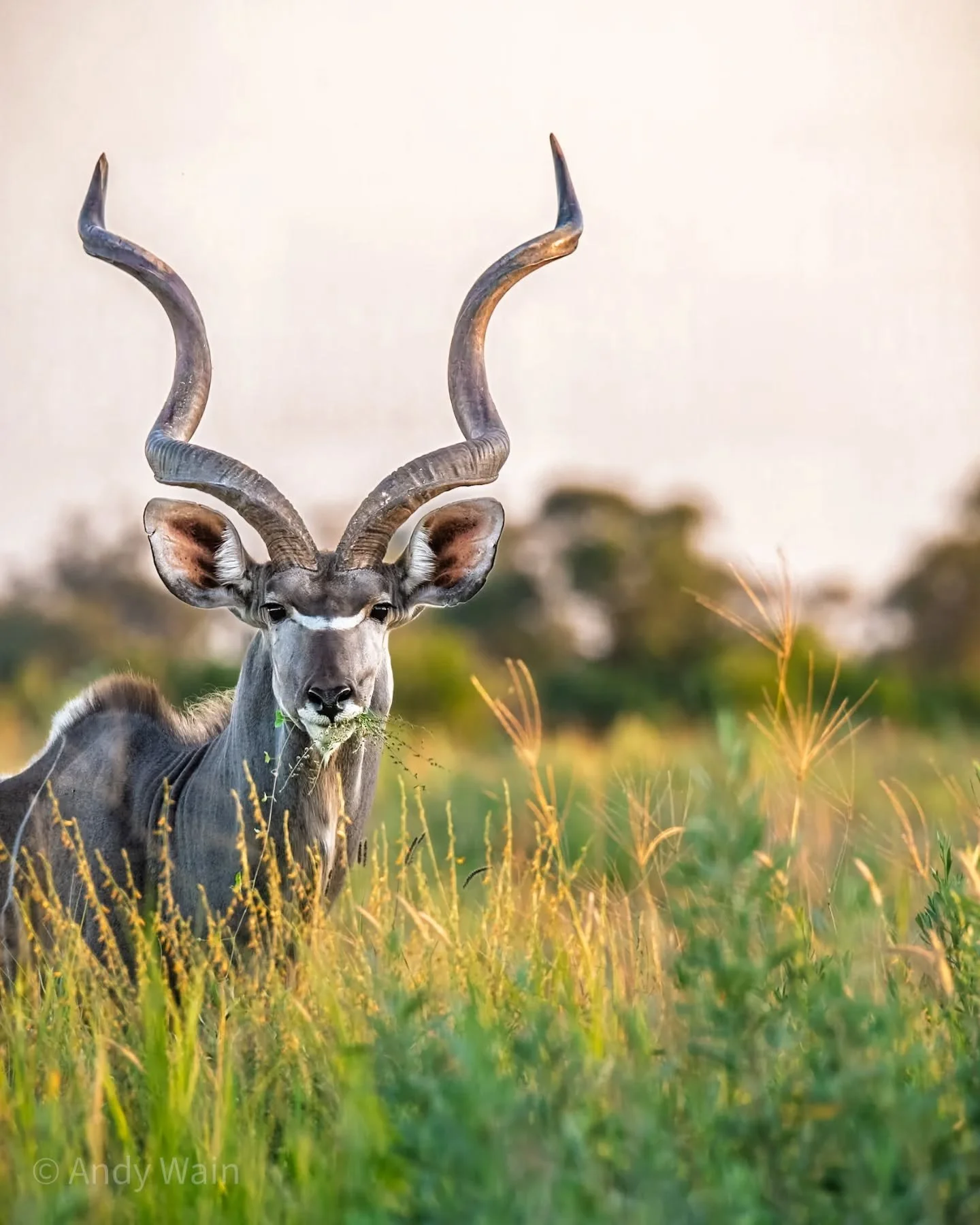 Handsome, and photogenic, male Greater Kudu, grazing in the morning light. Taken not far out from PomPom Camp, during a photographic safari tour with #wildlifeworldwide and tour leader #emmahealeyphotography 

#africa 
#pompomcamp 
#okavangodelta 
#b