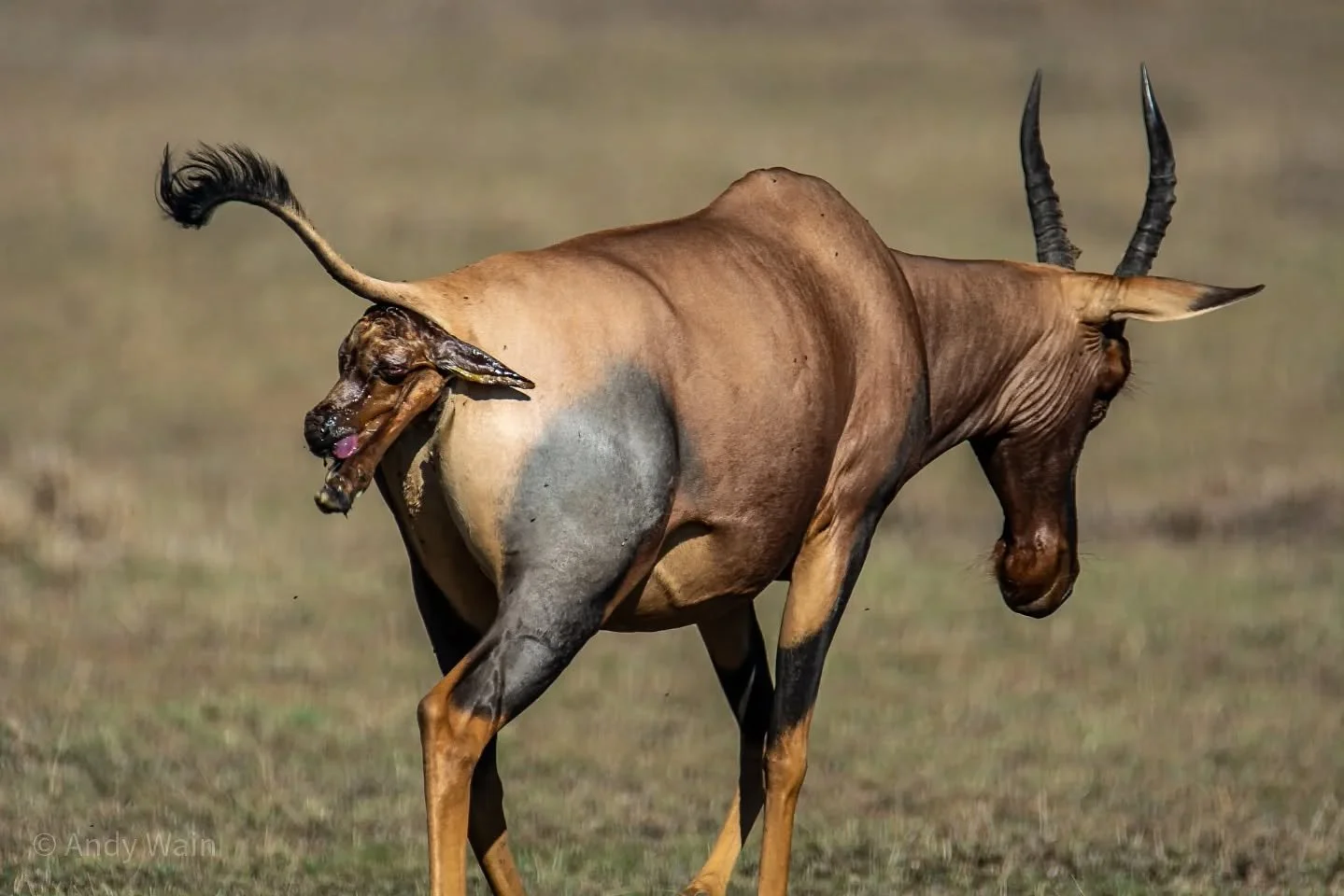 Happy Mothering Sunday - Safari Style...!

Taken on a  previous safari in the beautiful Naboisho Conservancy, Masai Mara. 

#africanwildlifephotography #capturethewild #wildaboutafrica #whyilovekenya #newbirth

Camp: kichechevalleycamp 
Guide: @berna