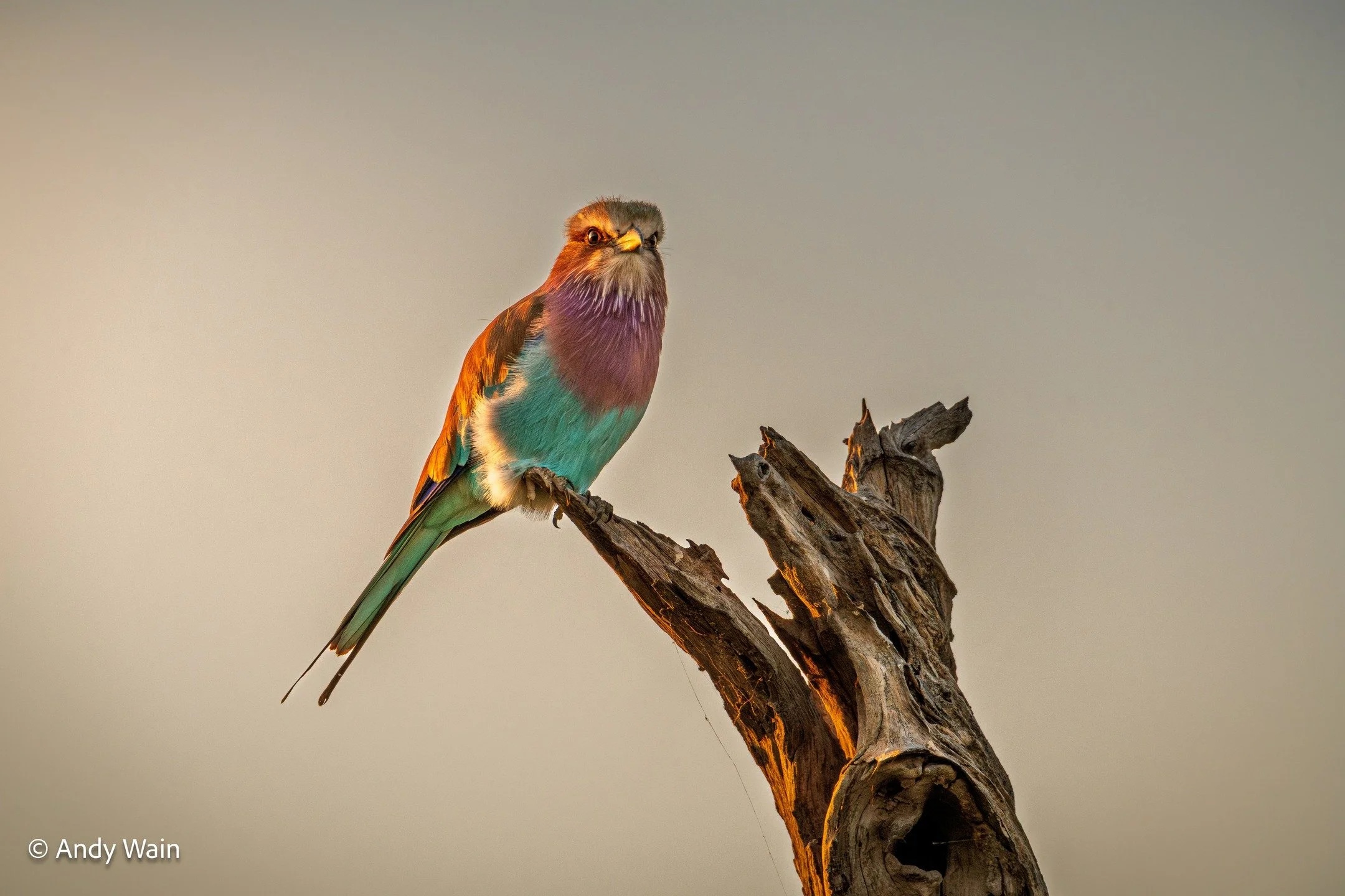 An LBR morning.!

You know it's going to be a good day when your morning drive starts with a Lilac-breasted roller sitting on a gnarly stump in the most beautiful light, I love these iconic african birds.

Taken in the Okavango Delta, Botswana in the