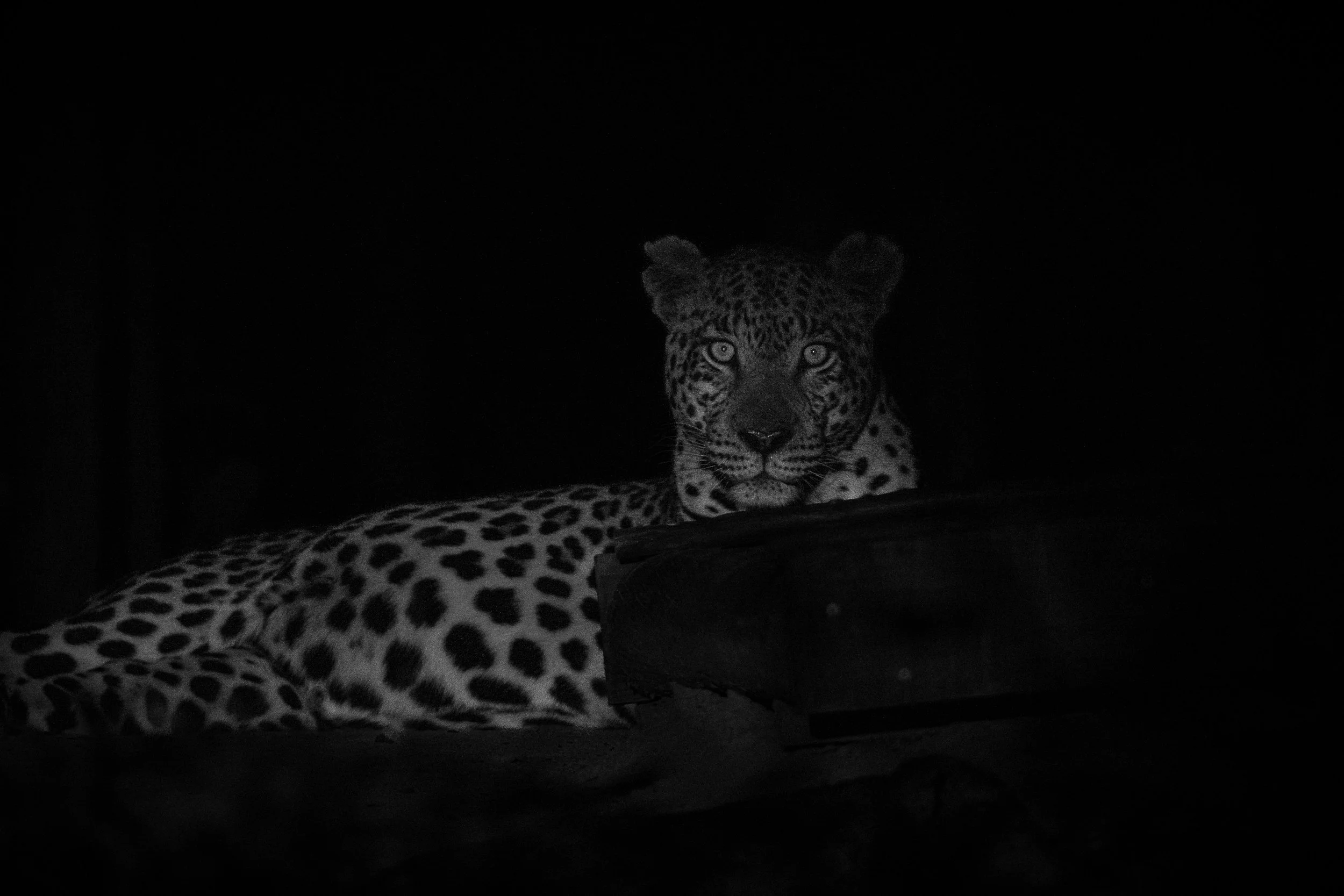 Today is the day for celebrating these beautiful &amp; amazing cats 🧡 happy International Leopard Day!

#leopard #bigcats #wildlifephotography #wildlifephotographyafrica #InternationalLeopardDay2026
