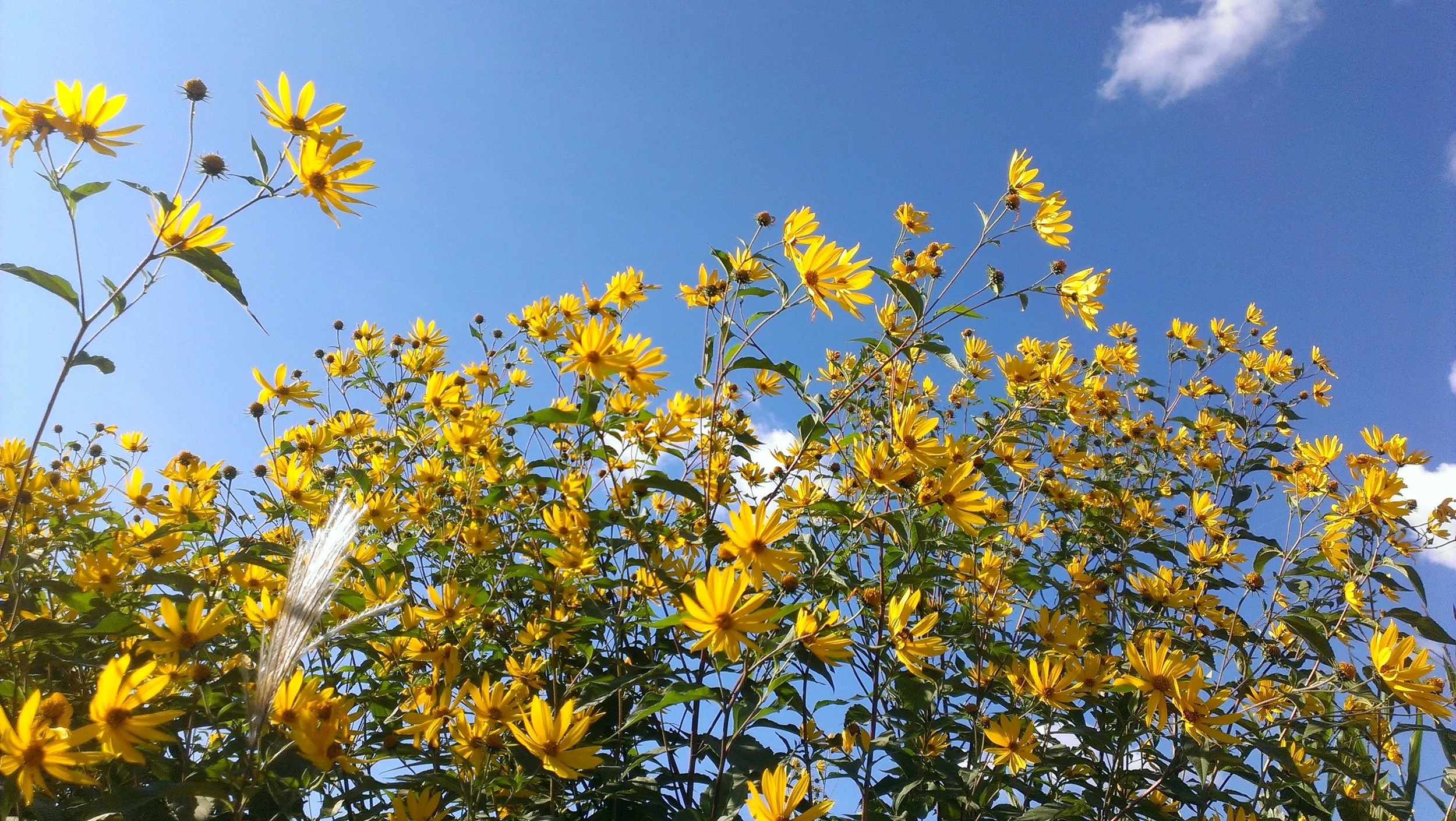 #21 Sunflower Sky