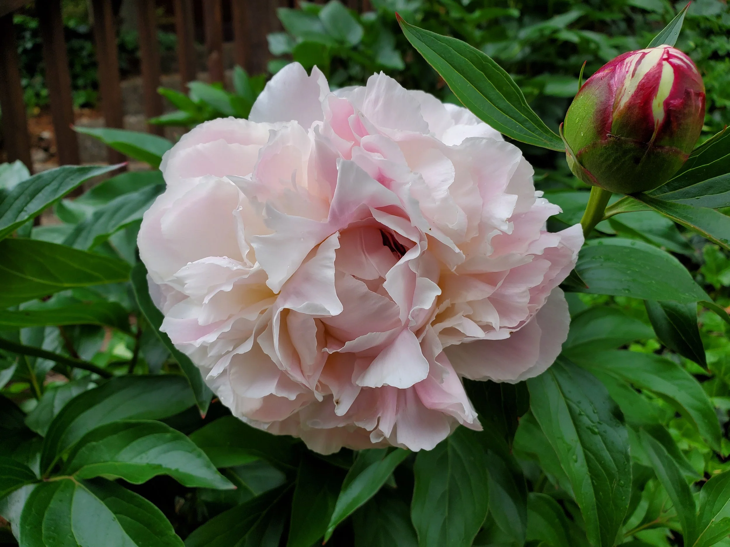 #2 Light Pink Peony