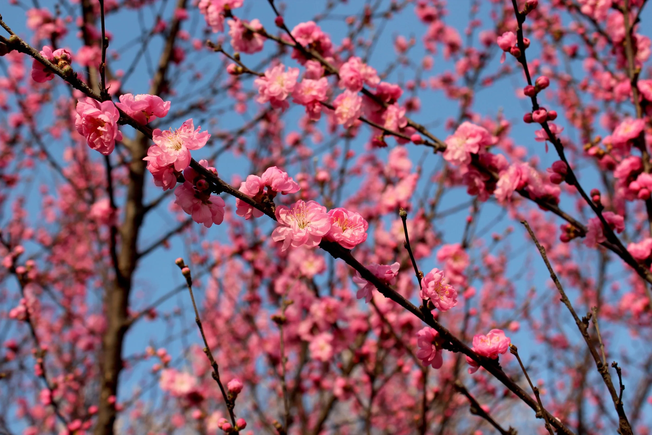 #14 Cherry Blossom Branch