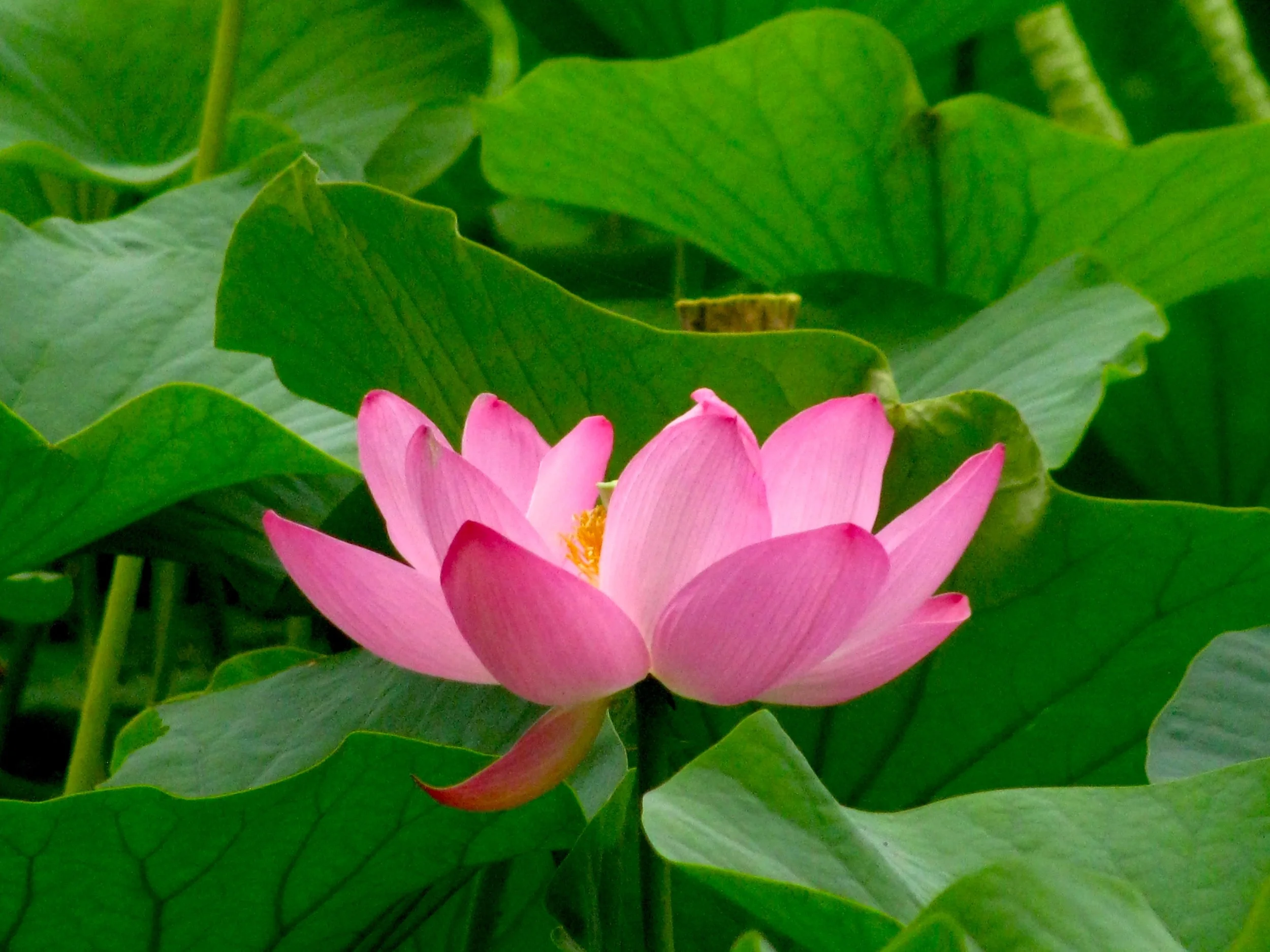 #29 Lotus Profile