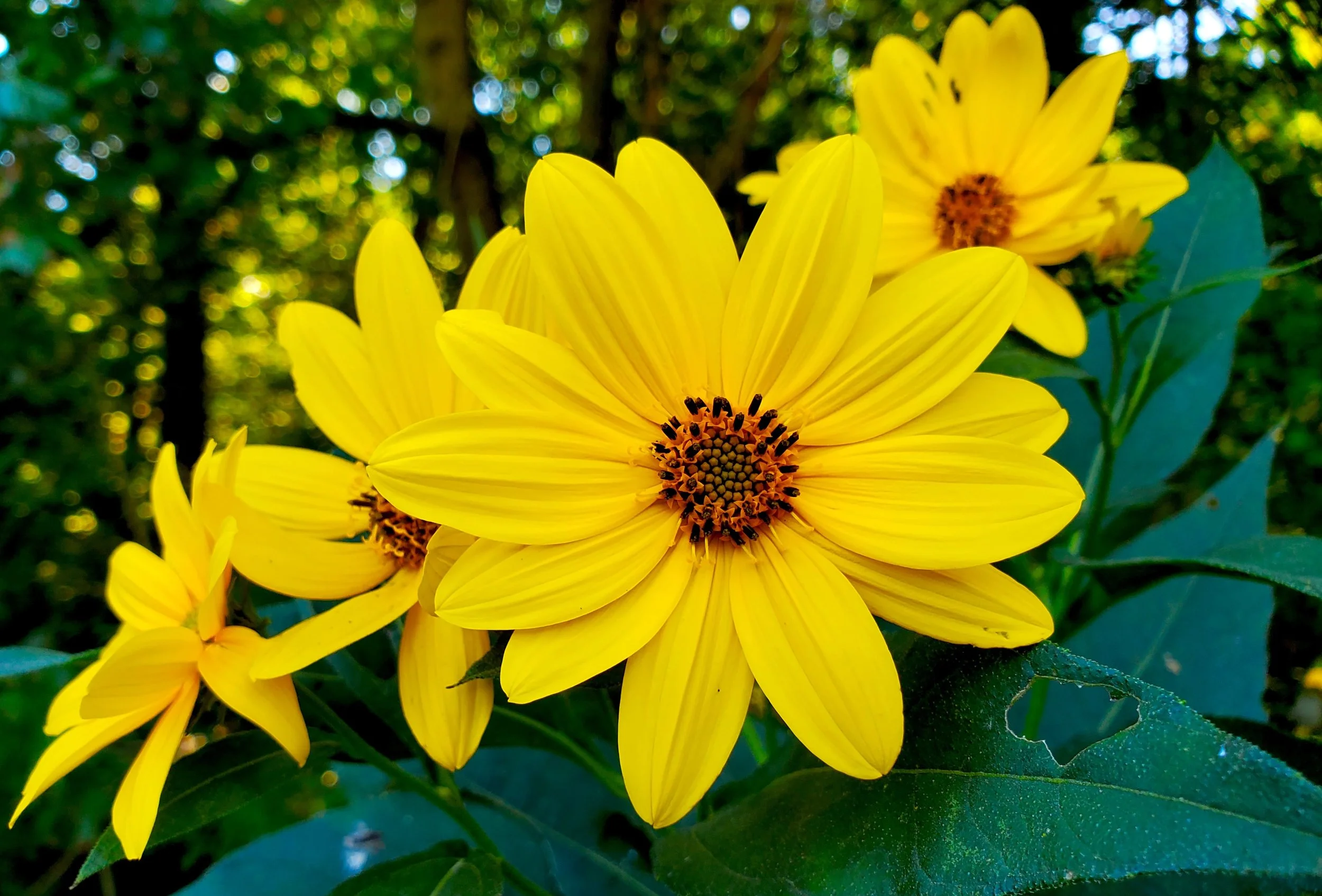 #11 Meadow Sunflowers