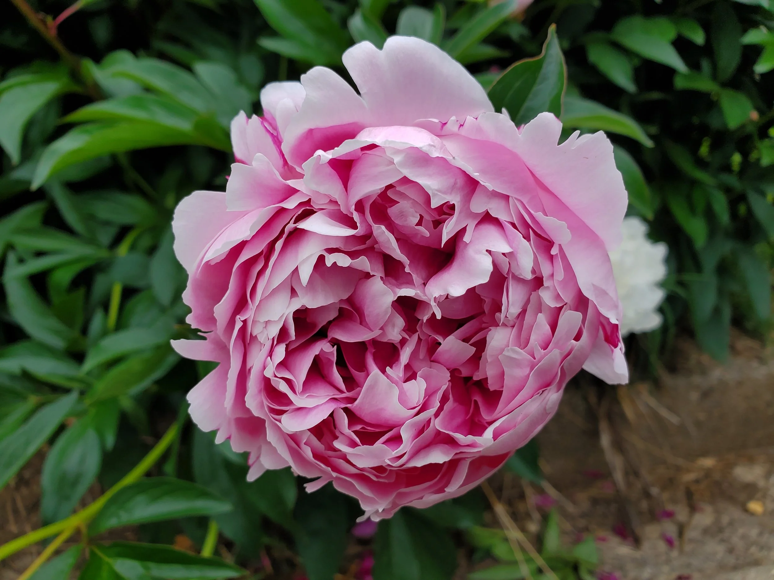 #4 Bright Pink Peony