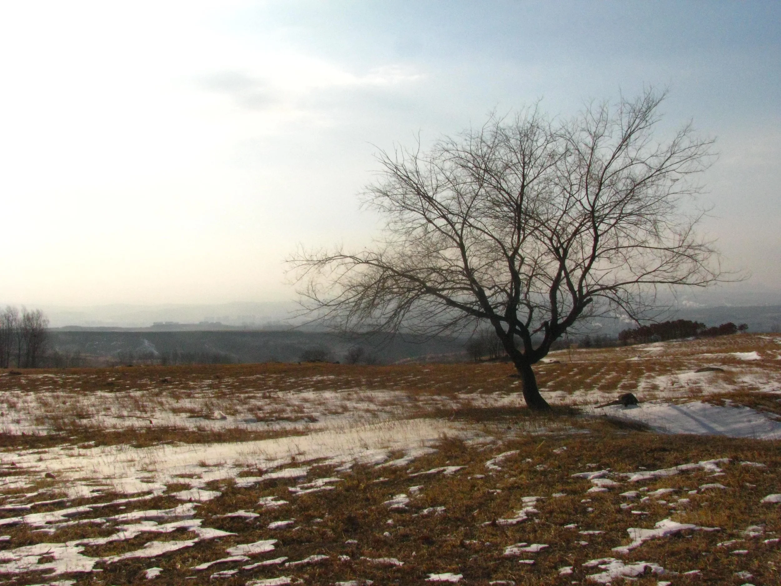 #15 Winter Hillside Tree