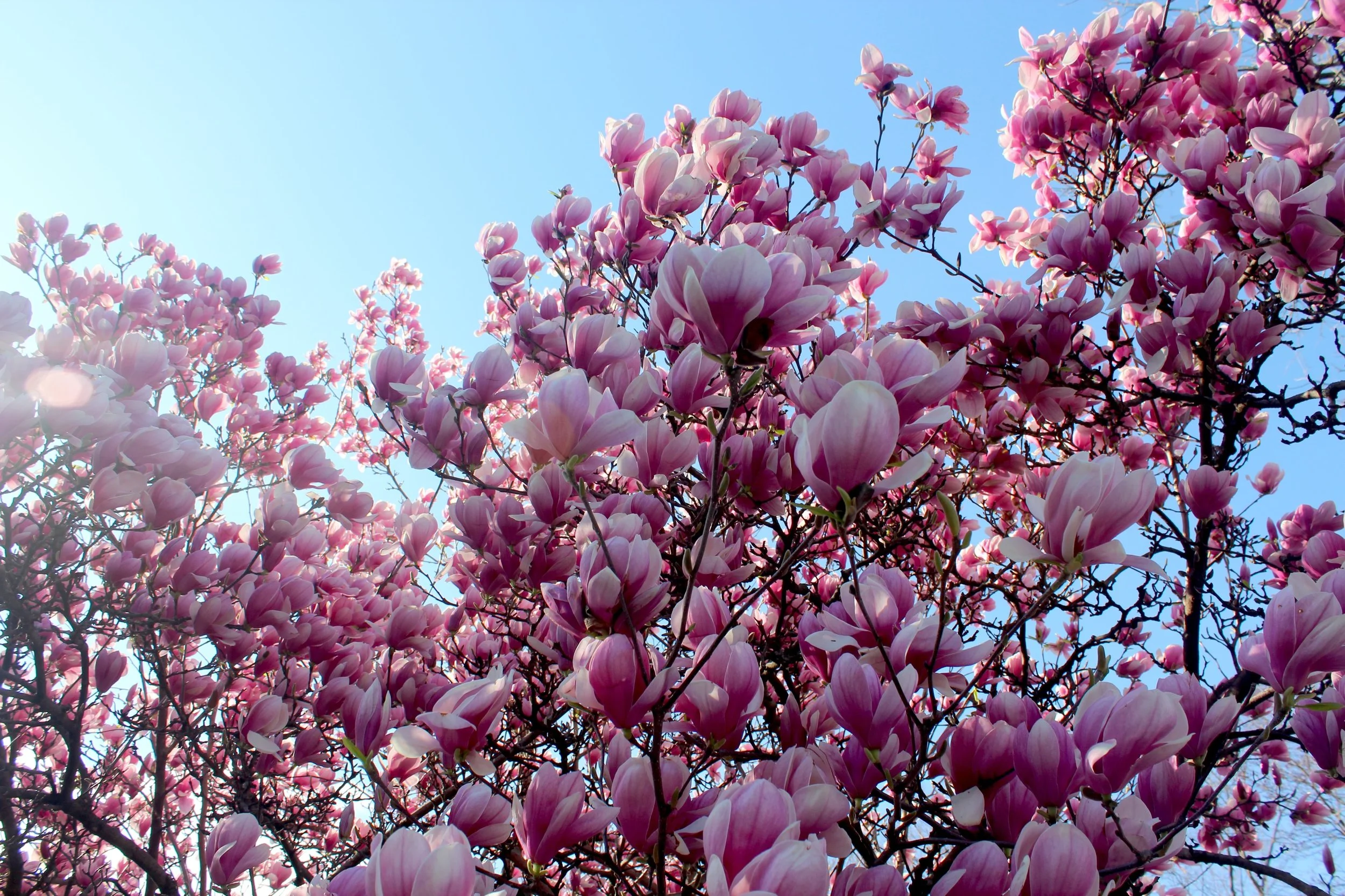 #10 Magnolia Sky
