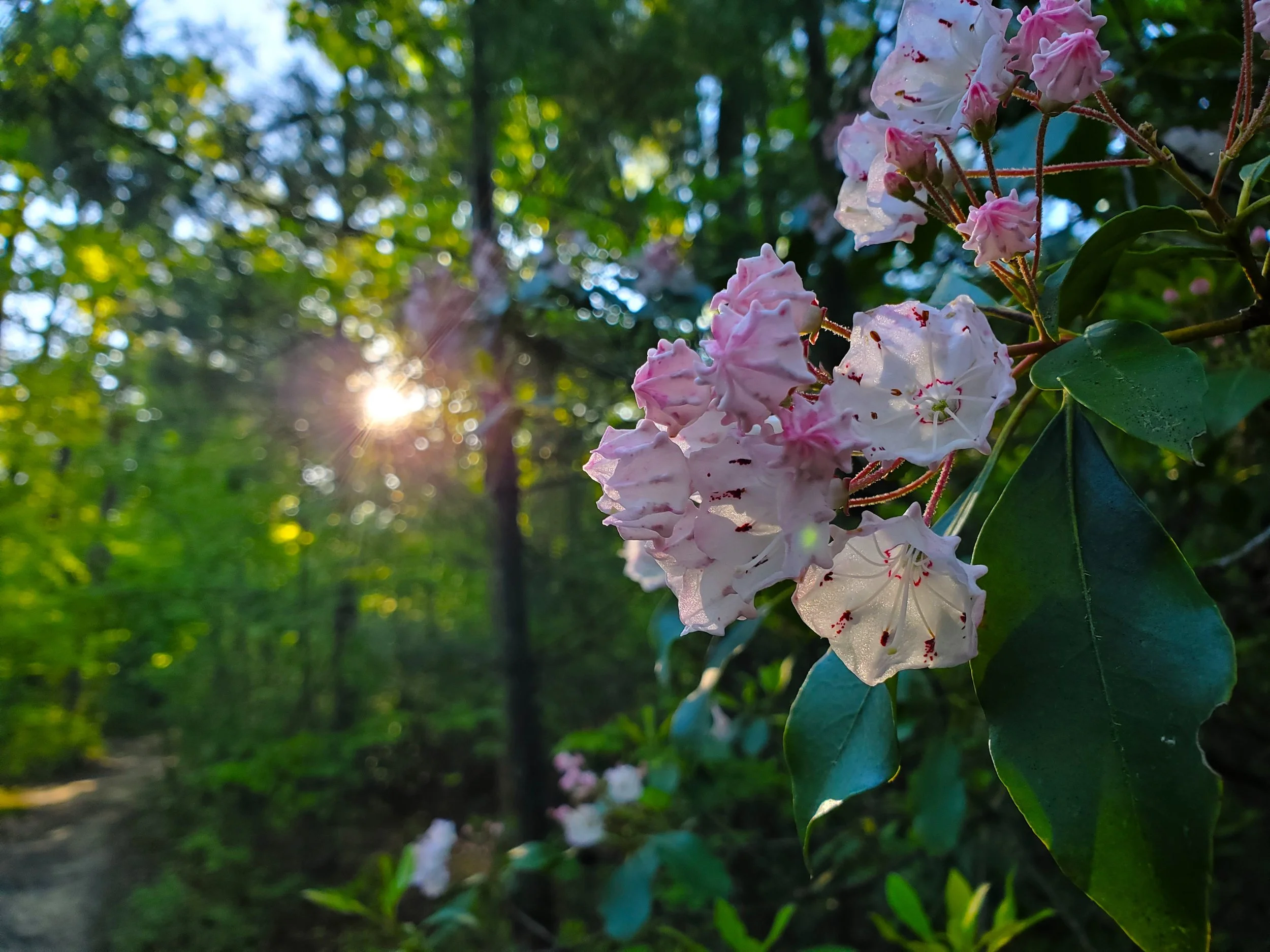 #39 Morning Laurels