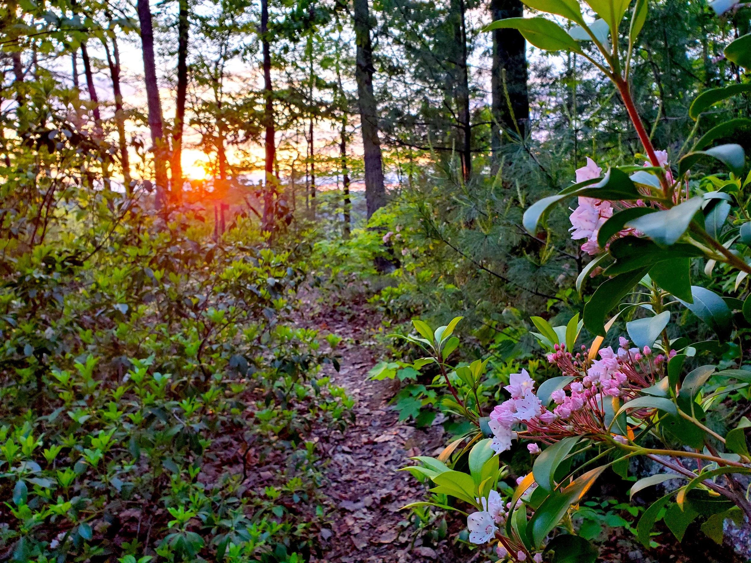 #40 Sunset Laurel Path