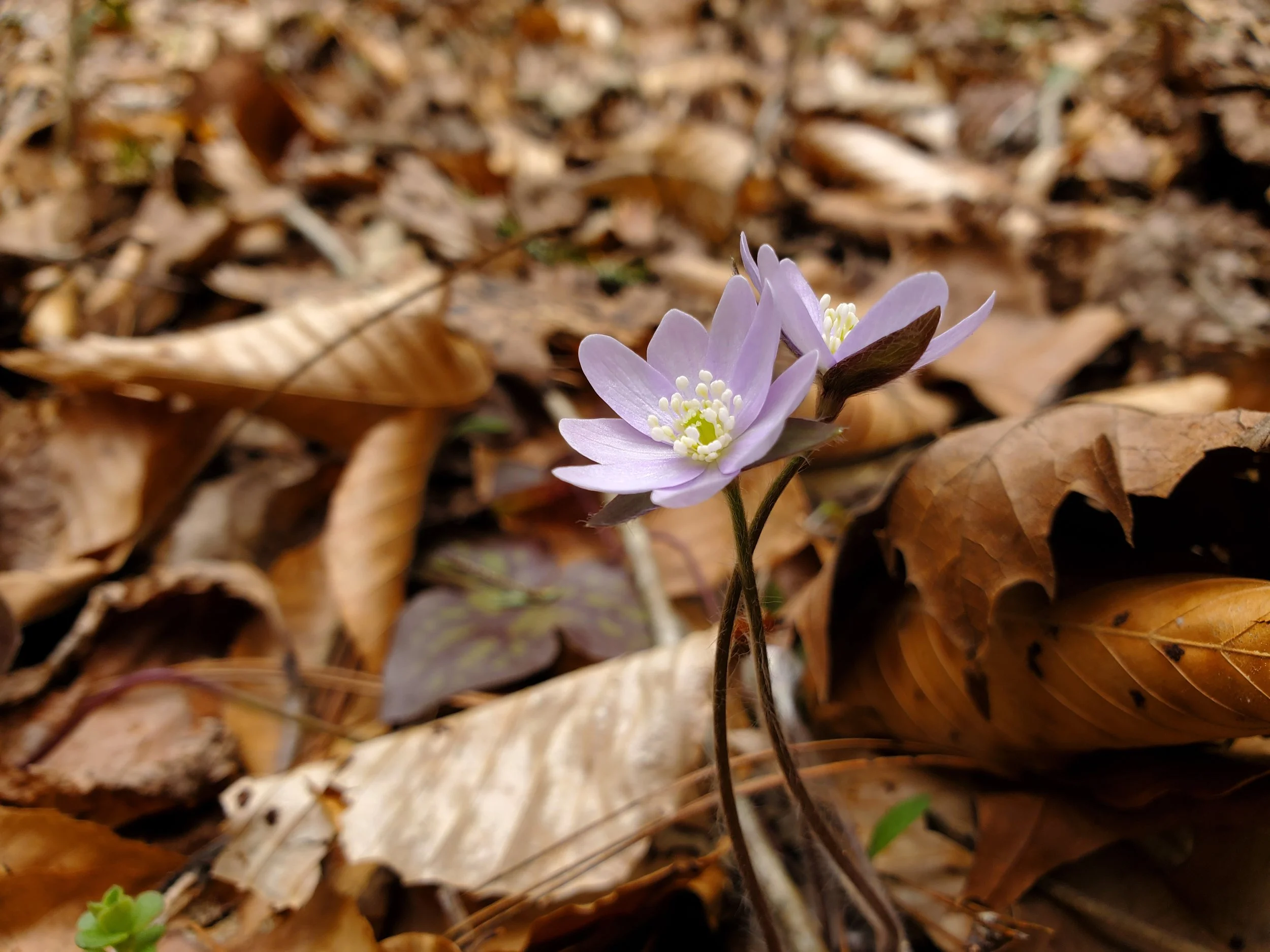 #36 Purple Hepatica