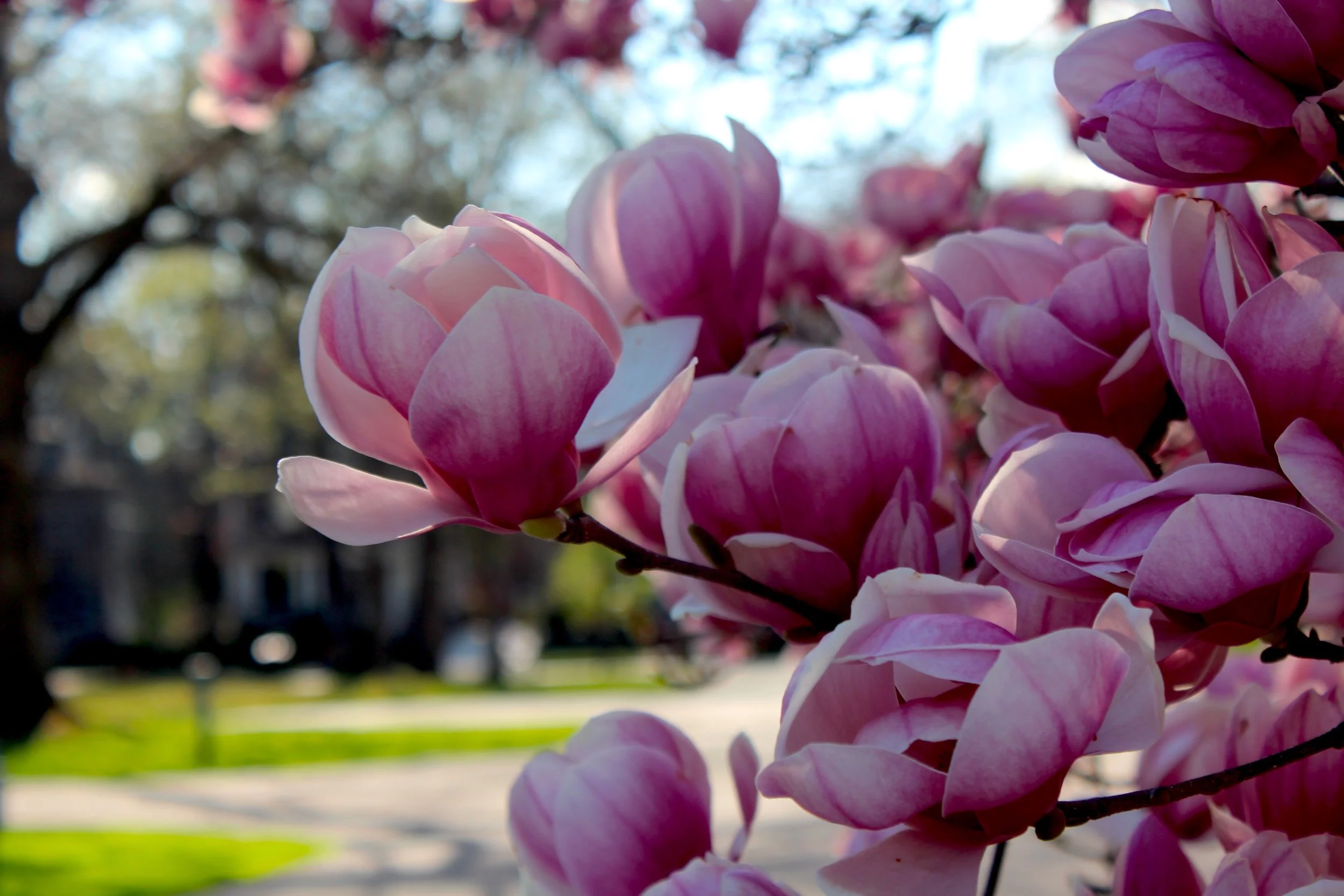 #9 Pink Magnolia