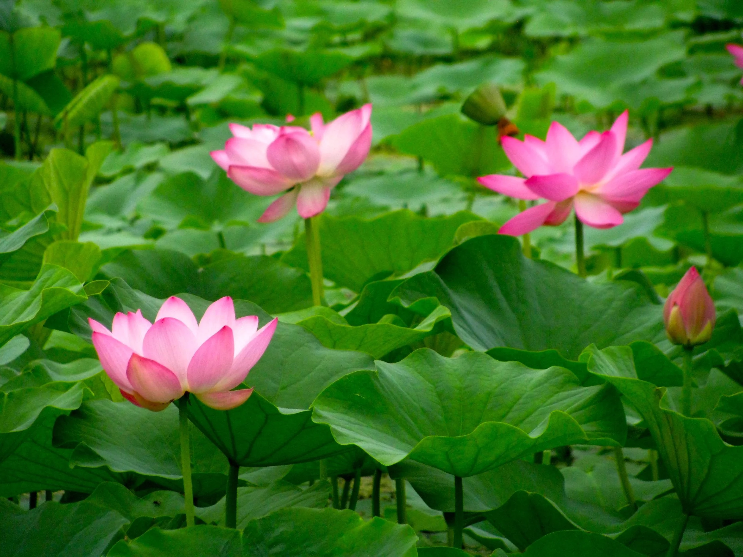#30 Lotus Trio