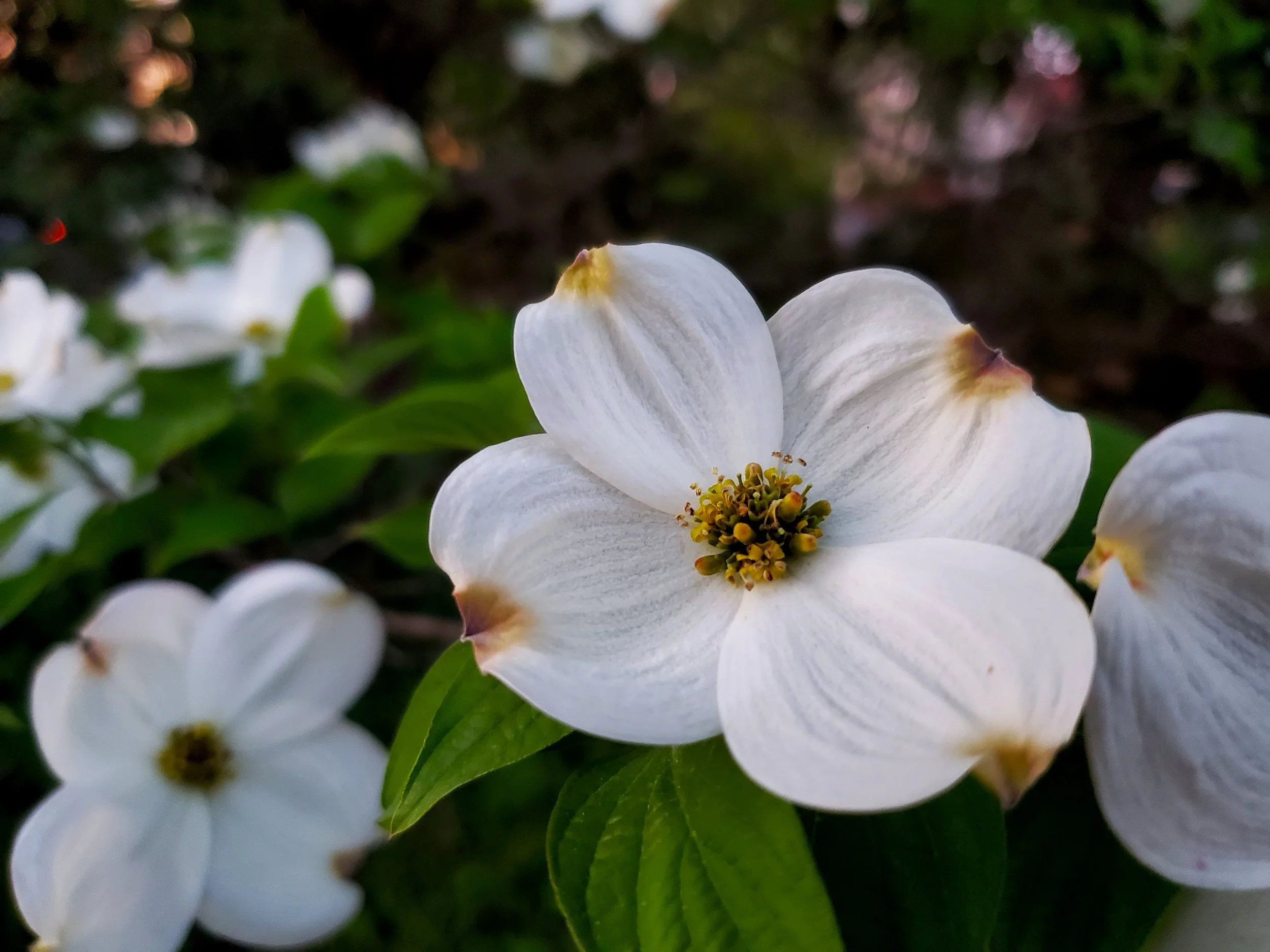 #5 Dogwood Blossom