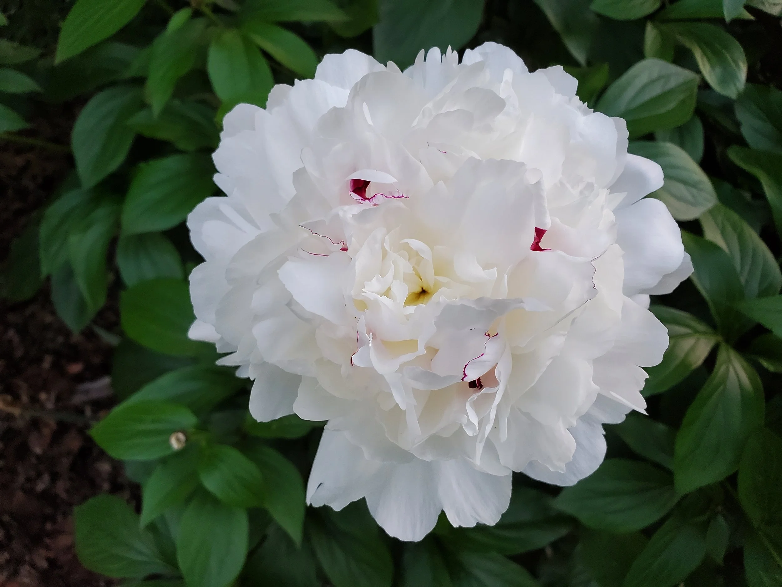 #1 White Peony 