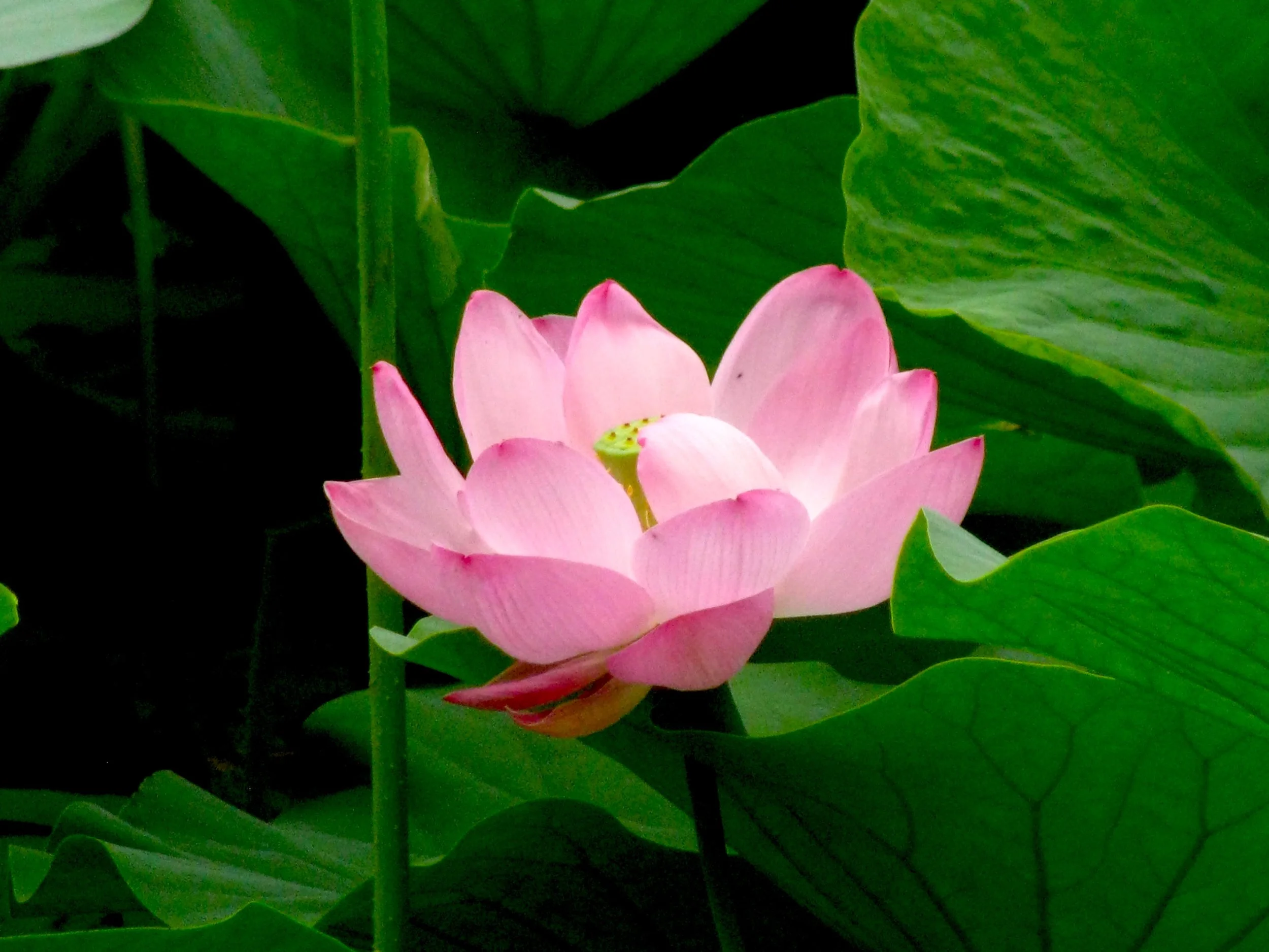 #28 Open Lotus