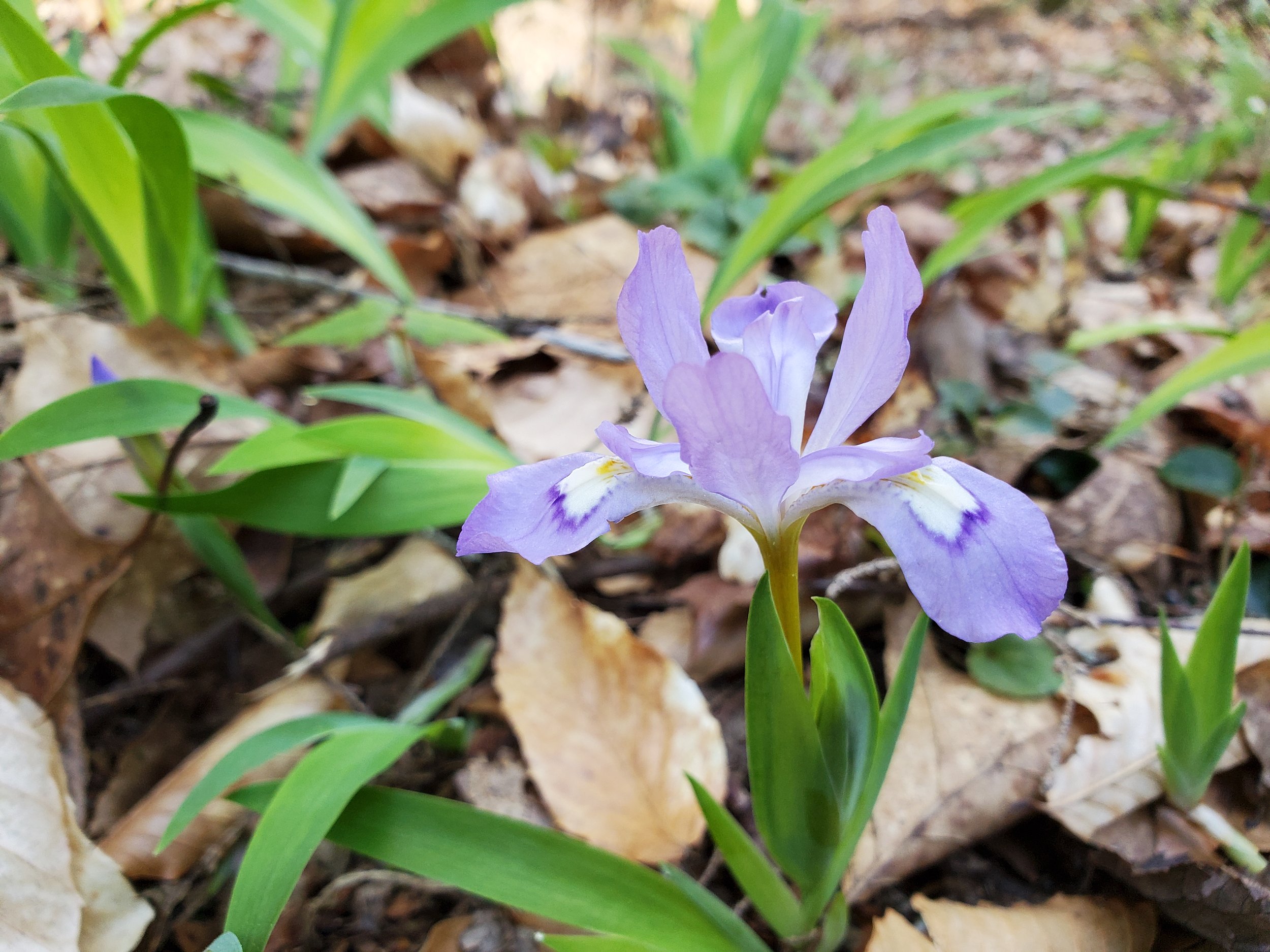 #34 Mountain Iris