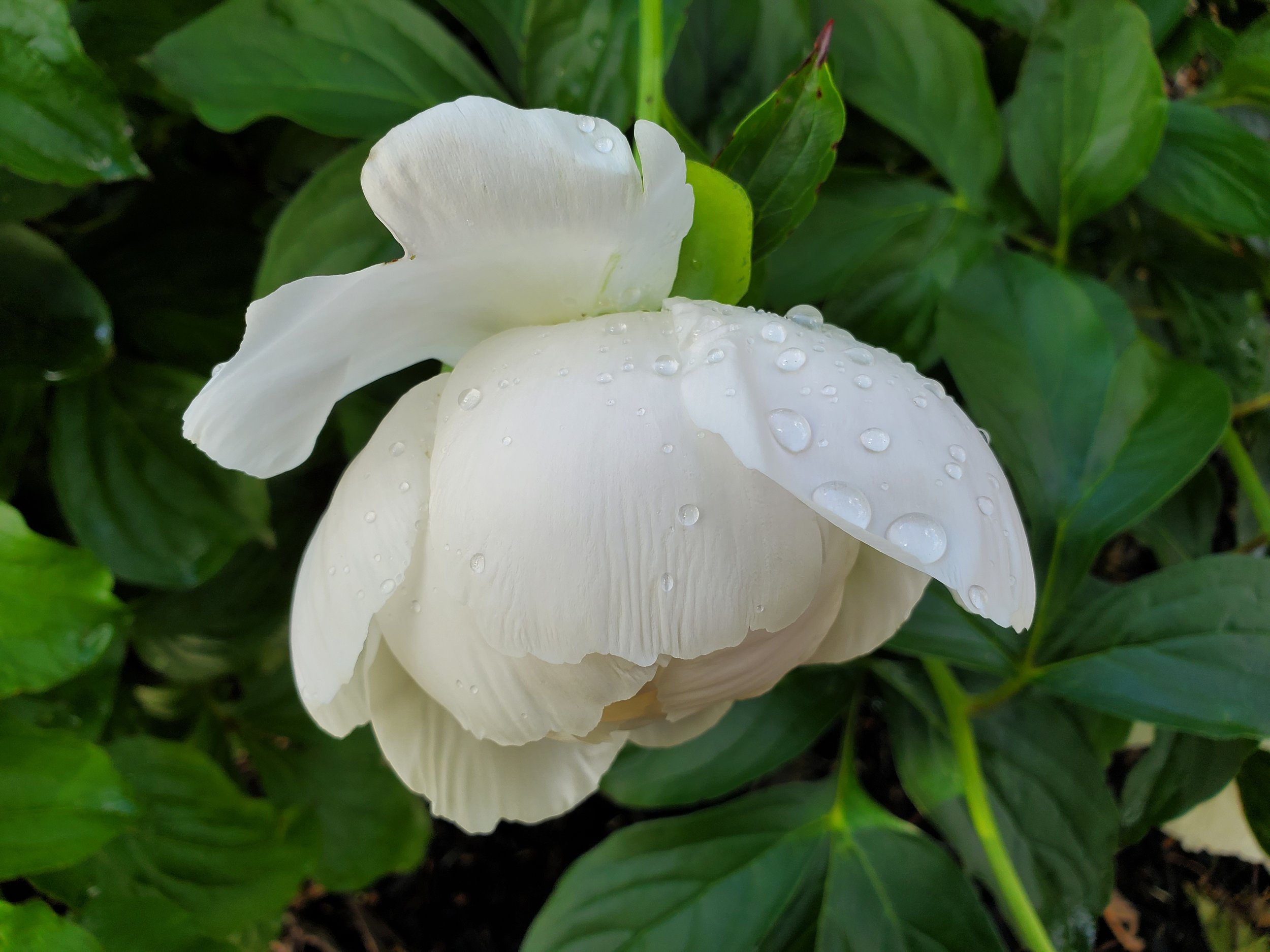 #3 White Peony Raindrops