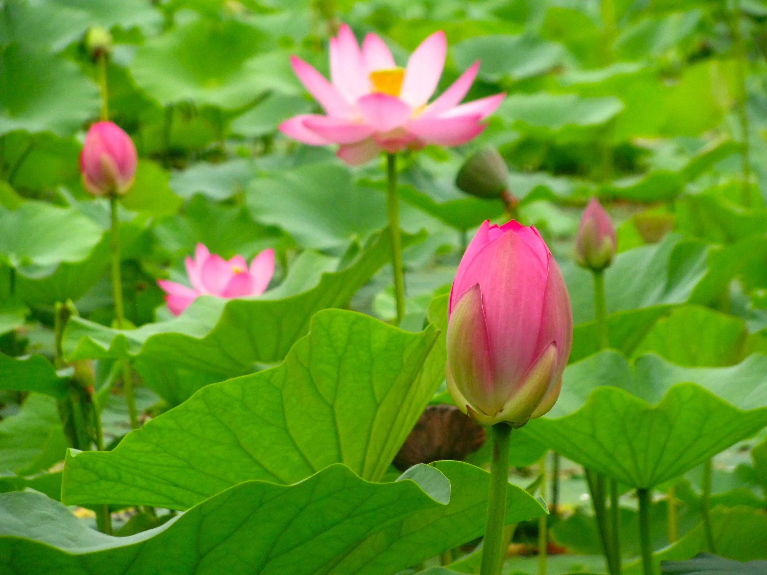 #31 Lotus Bud